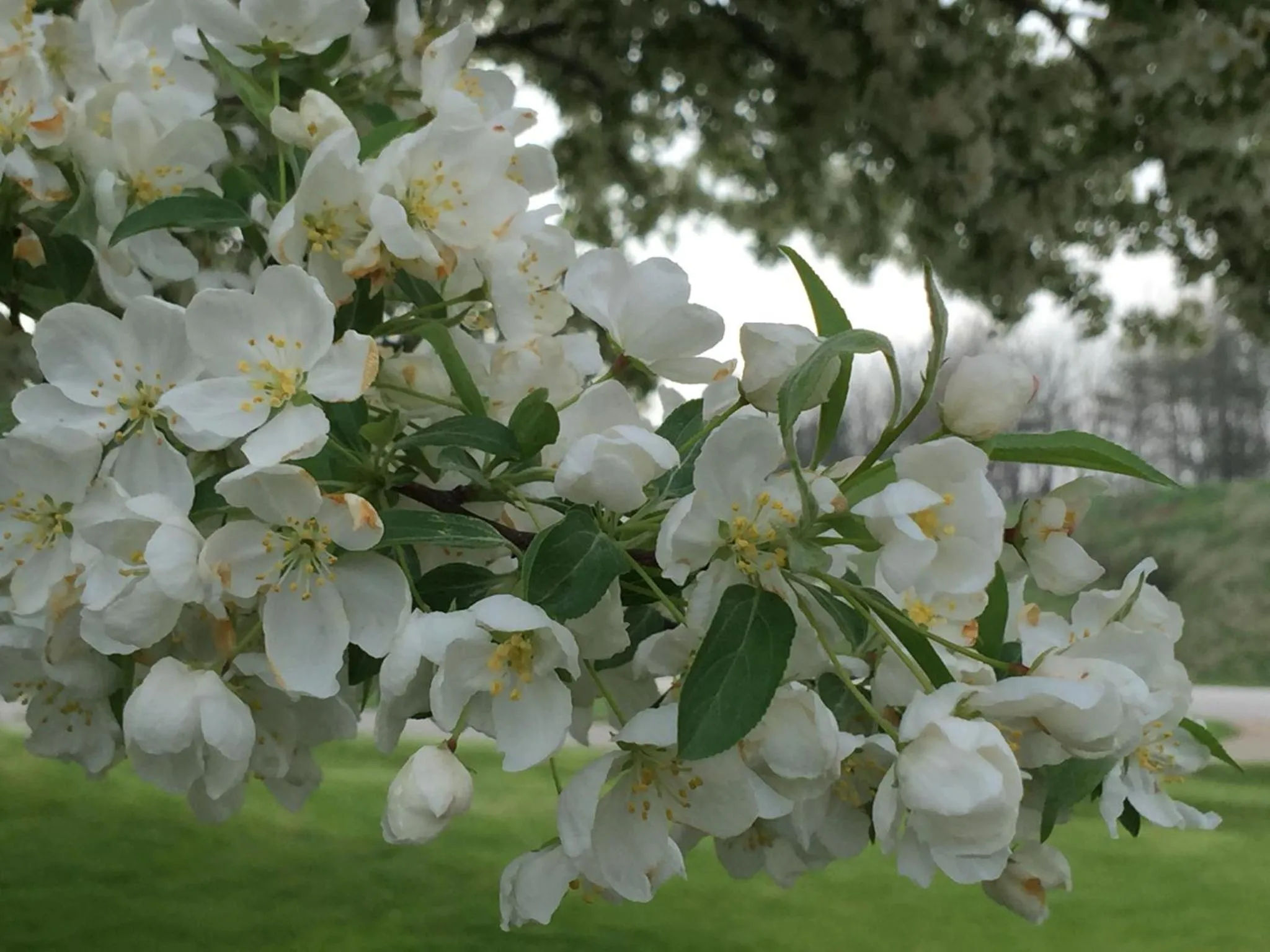 Spring in Crest Country Inn