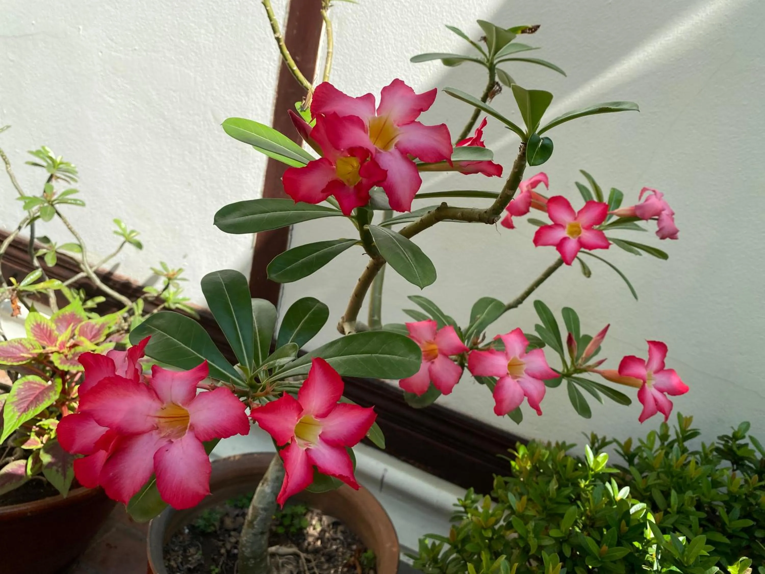 Garden in Luang Prabang Residence & Travel