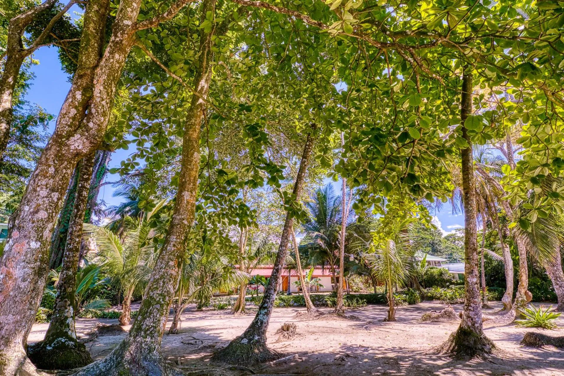 Garden view in Yucca Beachfront Hotel