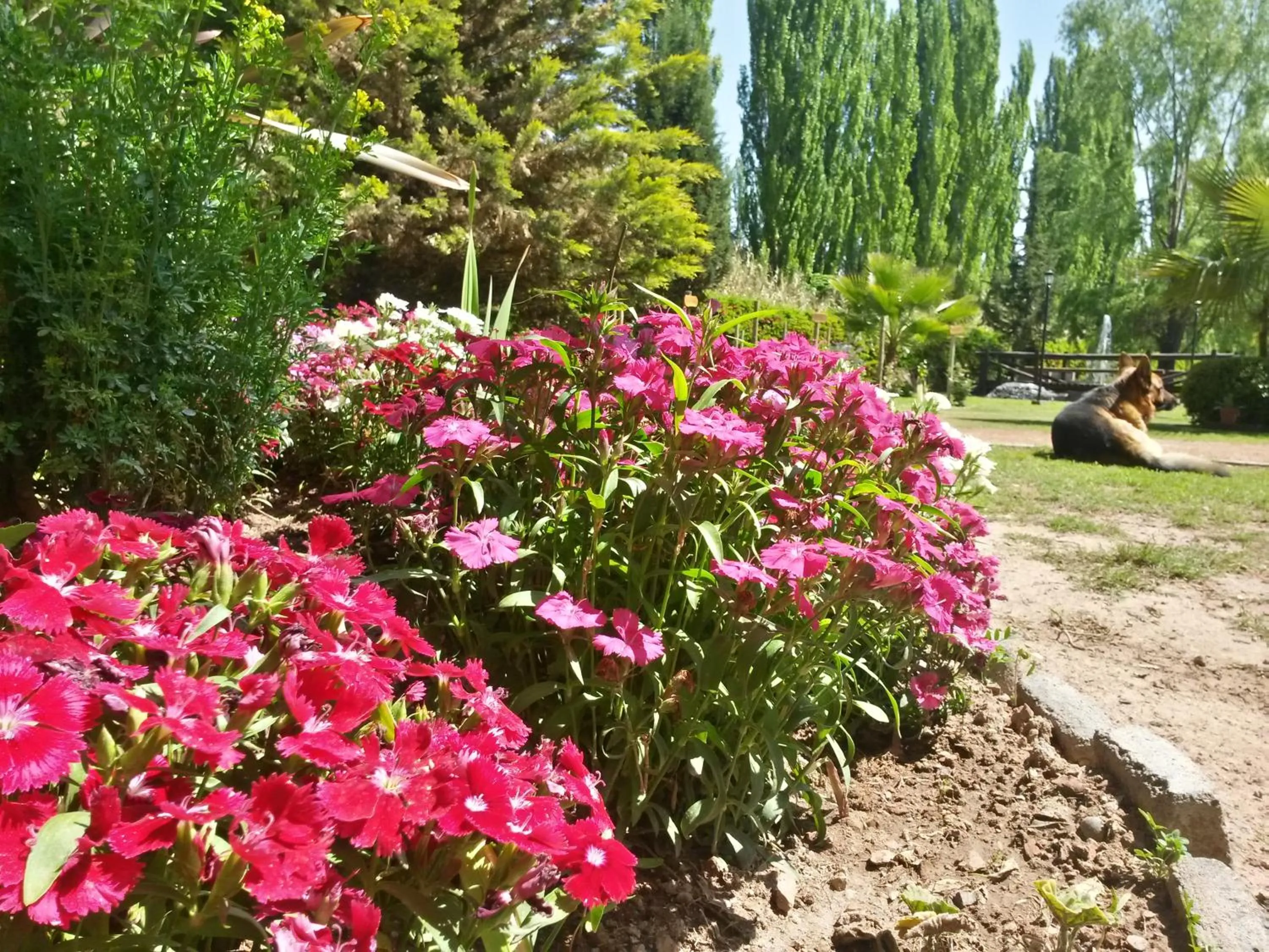 Garden in Pilgrim's Rest - Descanso del Peregrino
