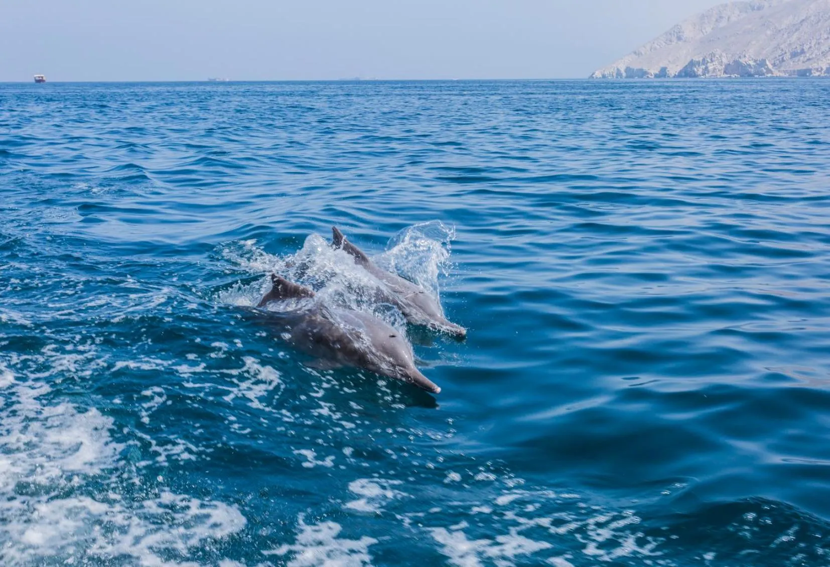 Animals in Atana Musandam Resort