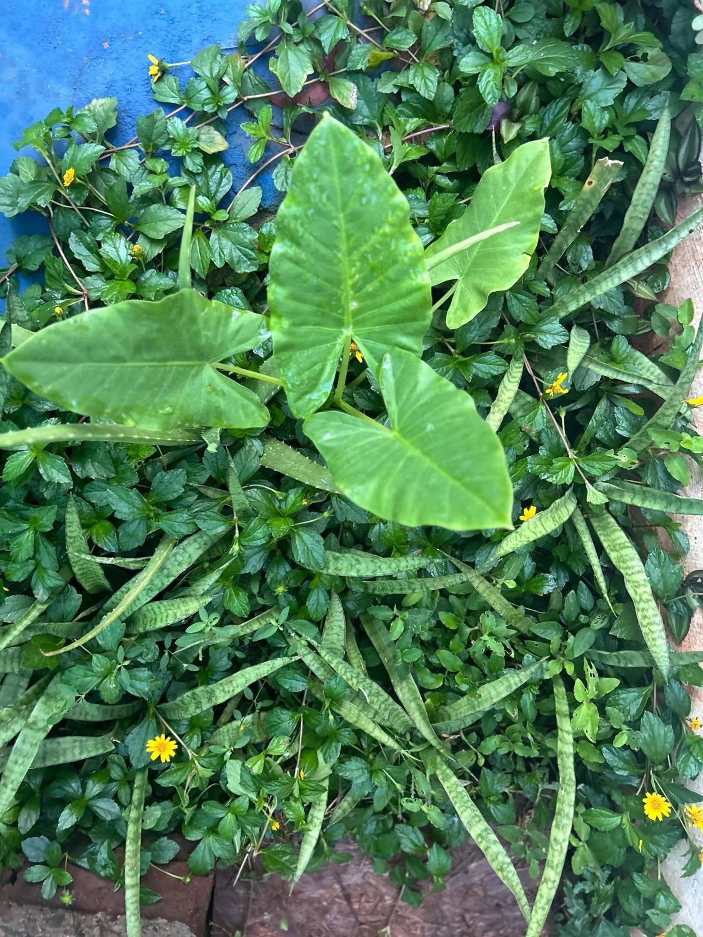 Garden in The Last Stop Backpackers Hostel