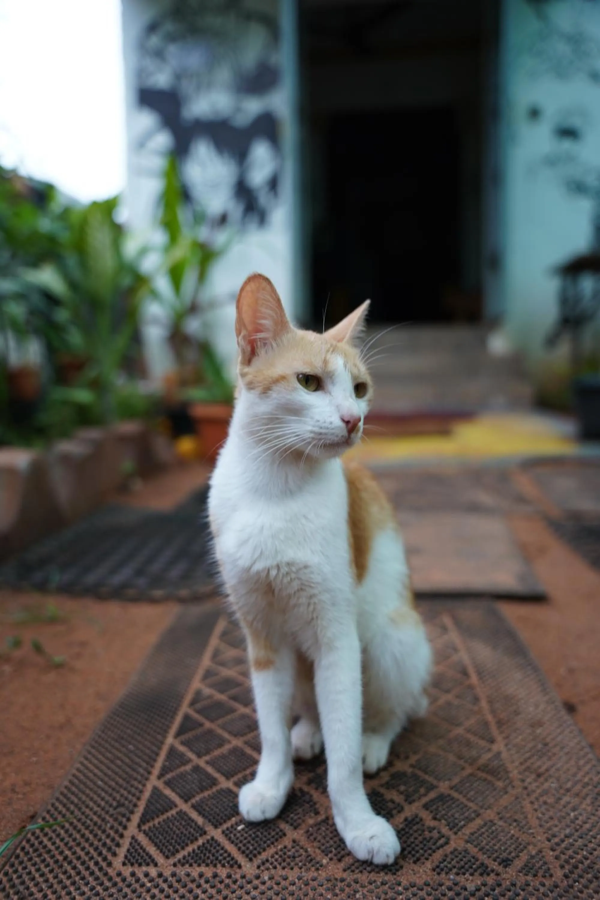 Pets in The Last Stop Backpackers Hostel