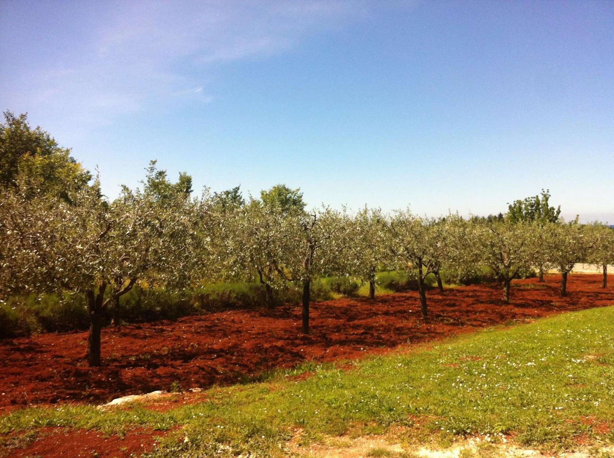 Garden in Solaria Apartments Porec