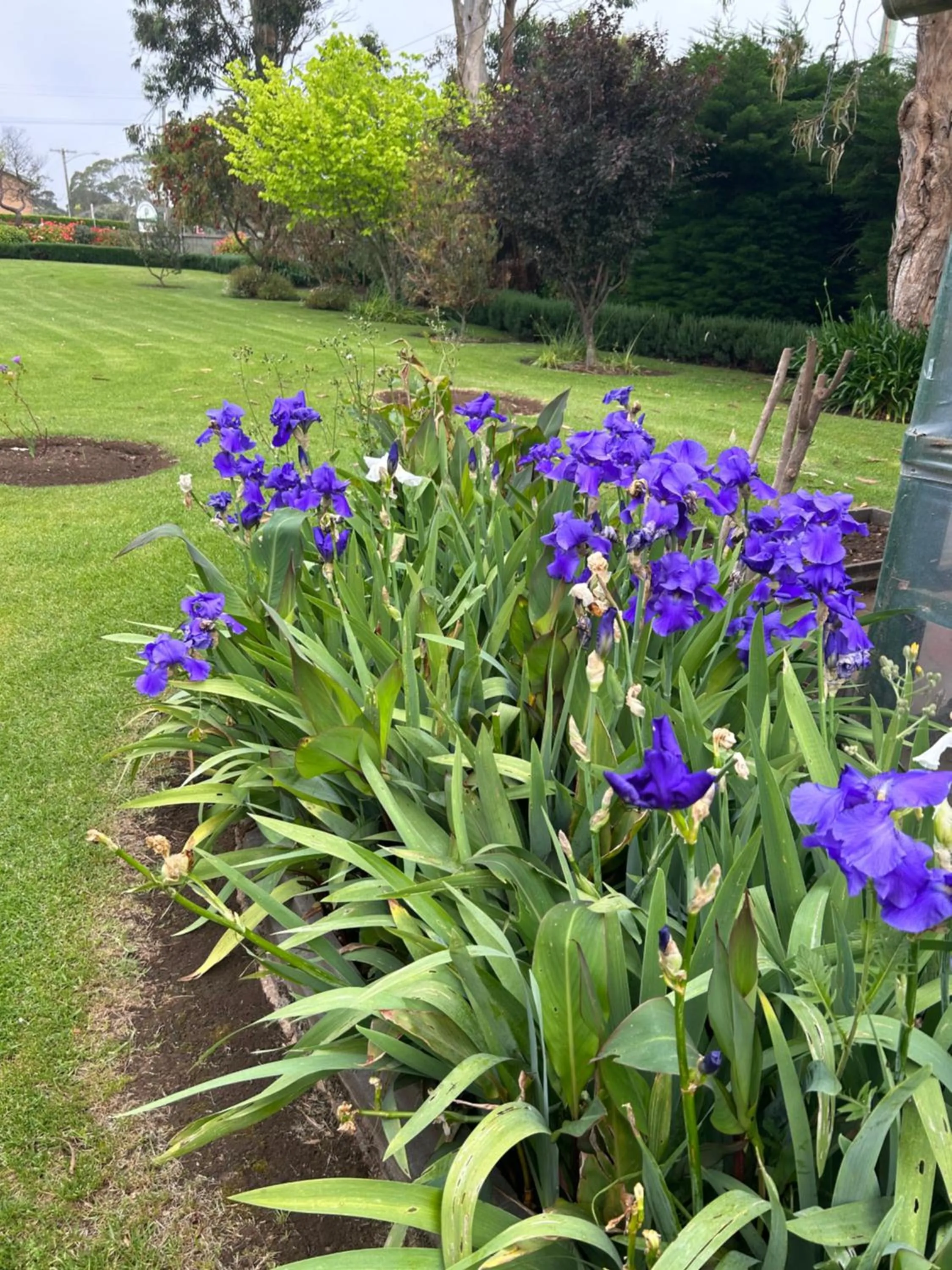 Garden in Convent at Koroit