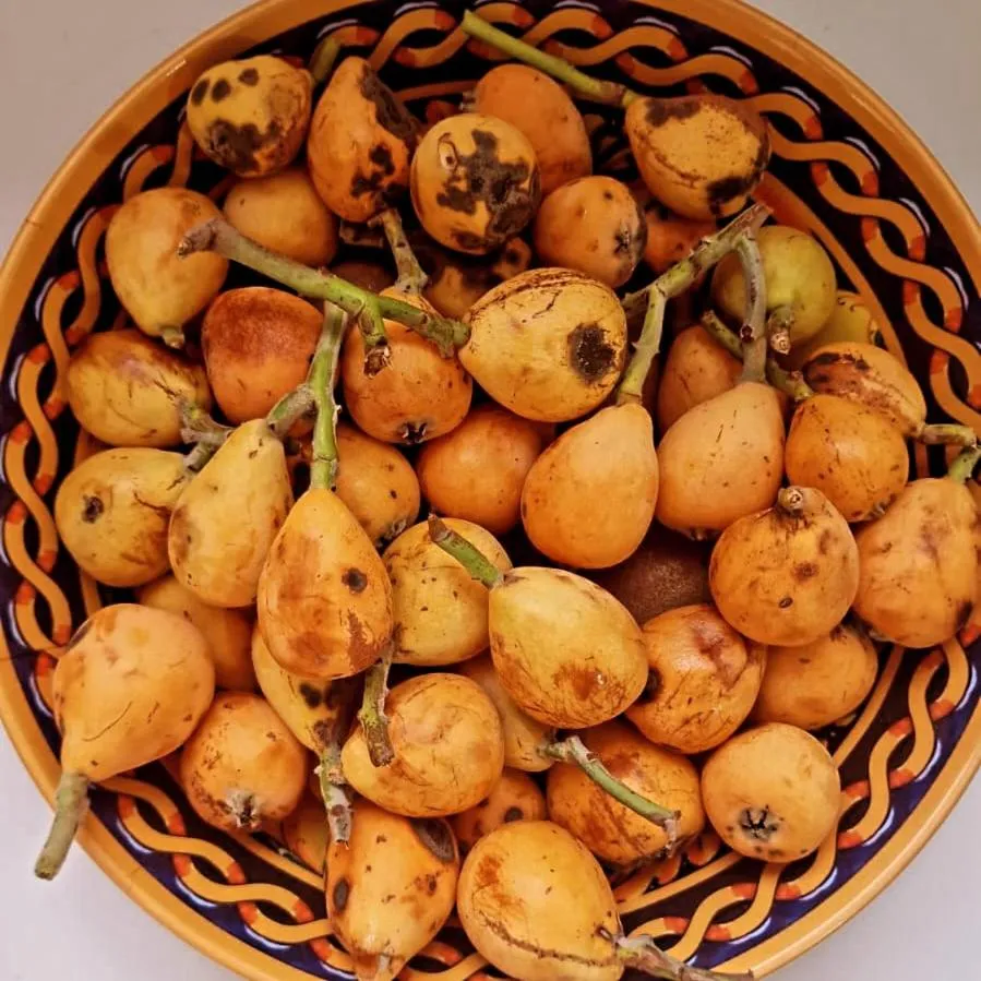 Agriturismo Fuoco D'Amalfi Villa Iazzetta