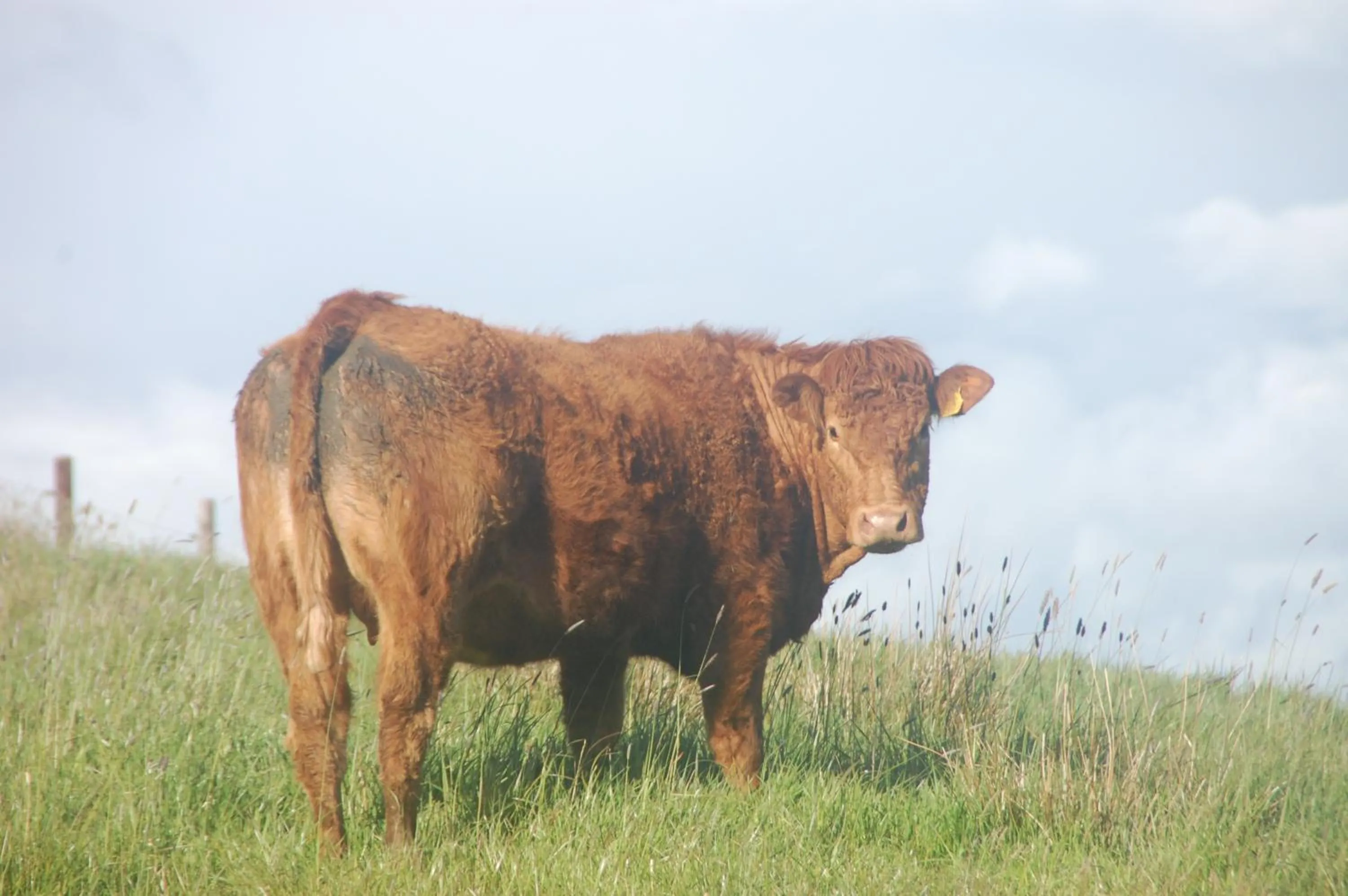 Animals in Slieve Elva B&B