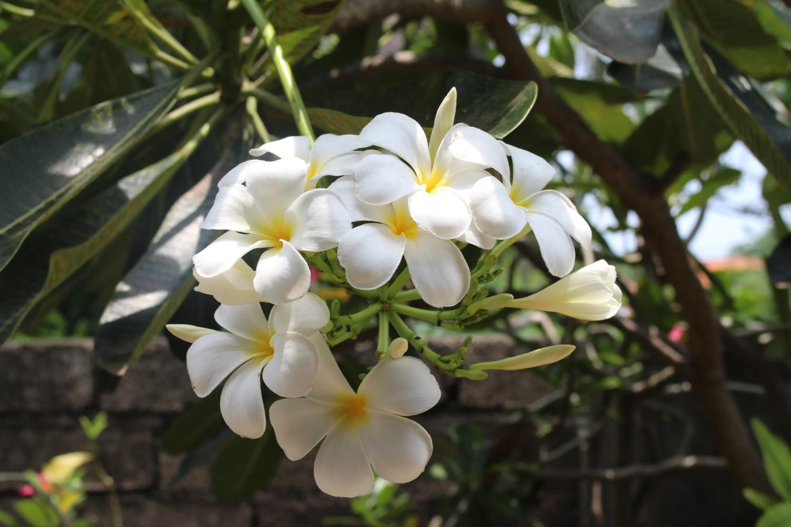 Decorative detail in Magus Homestay