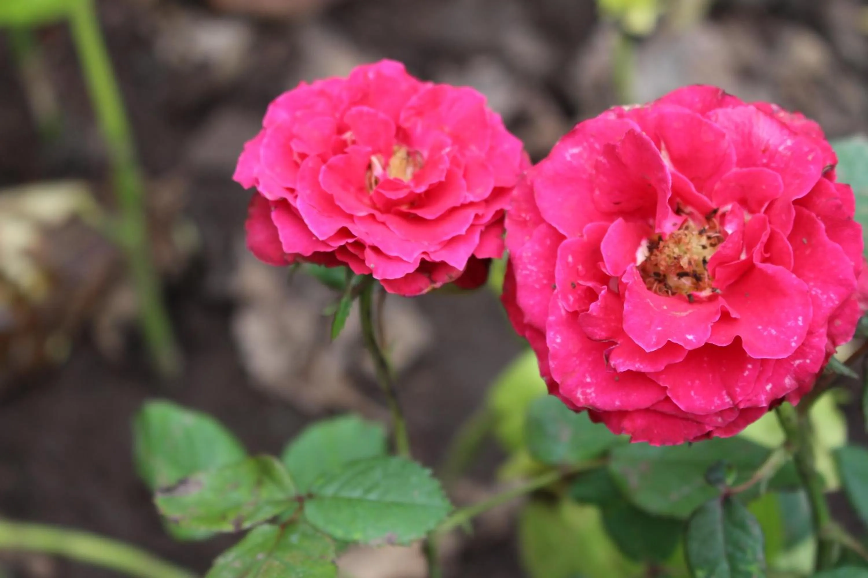 Decorative detail in Magus Homestay