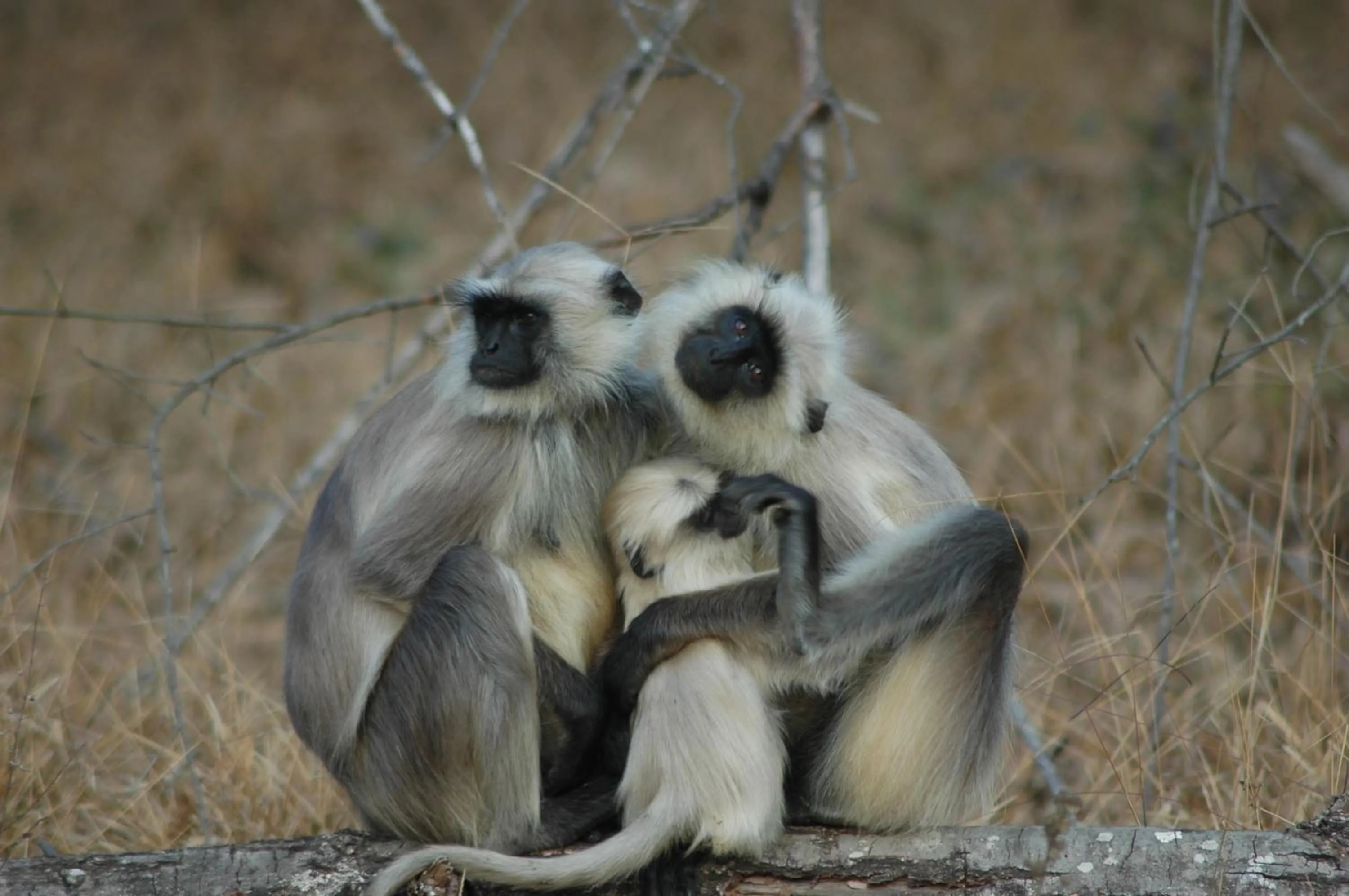 Animals in Bandhavgarh Jungle Lodge