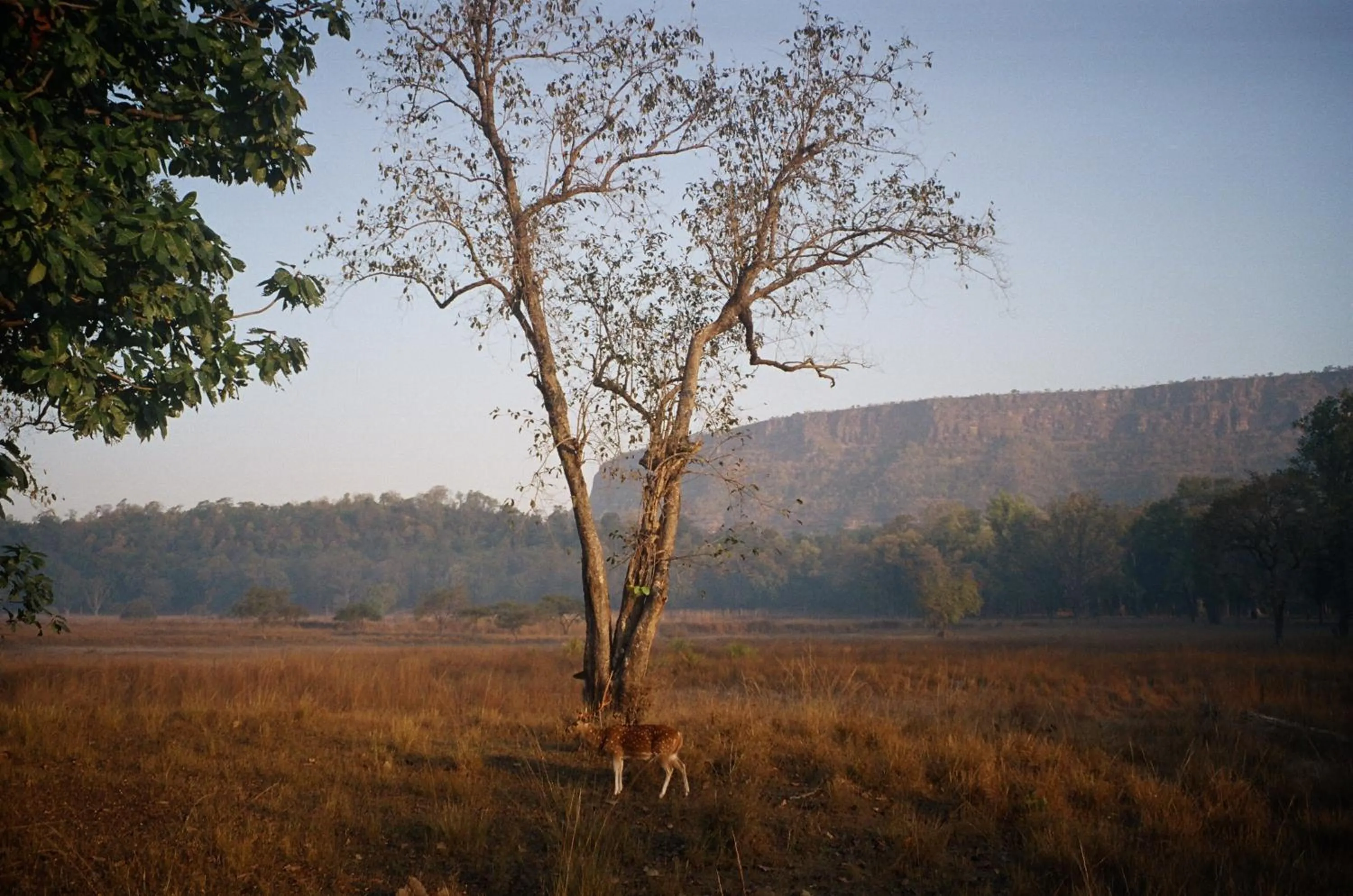 Natural landscape in Bandhavgarh Jungle Lodge
