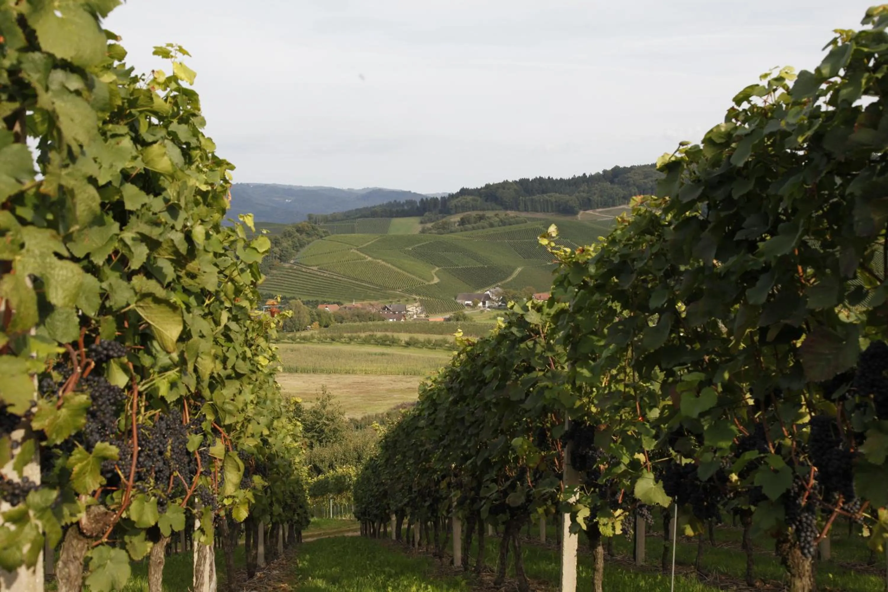 Day in Pflugwirts Hotel und Gasthaus