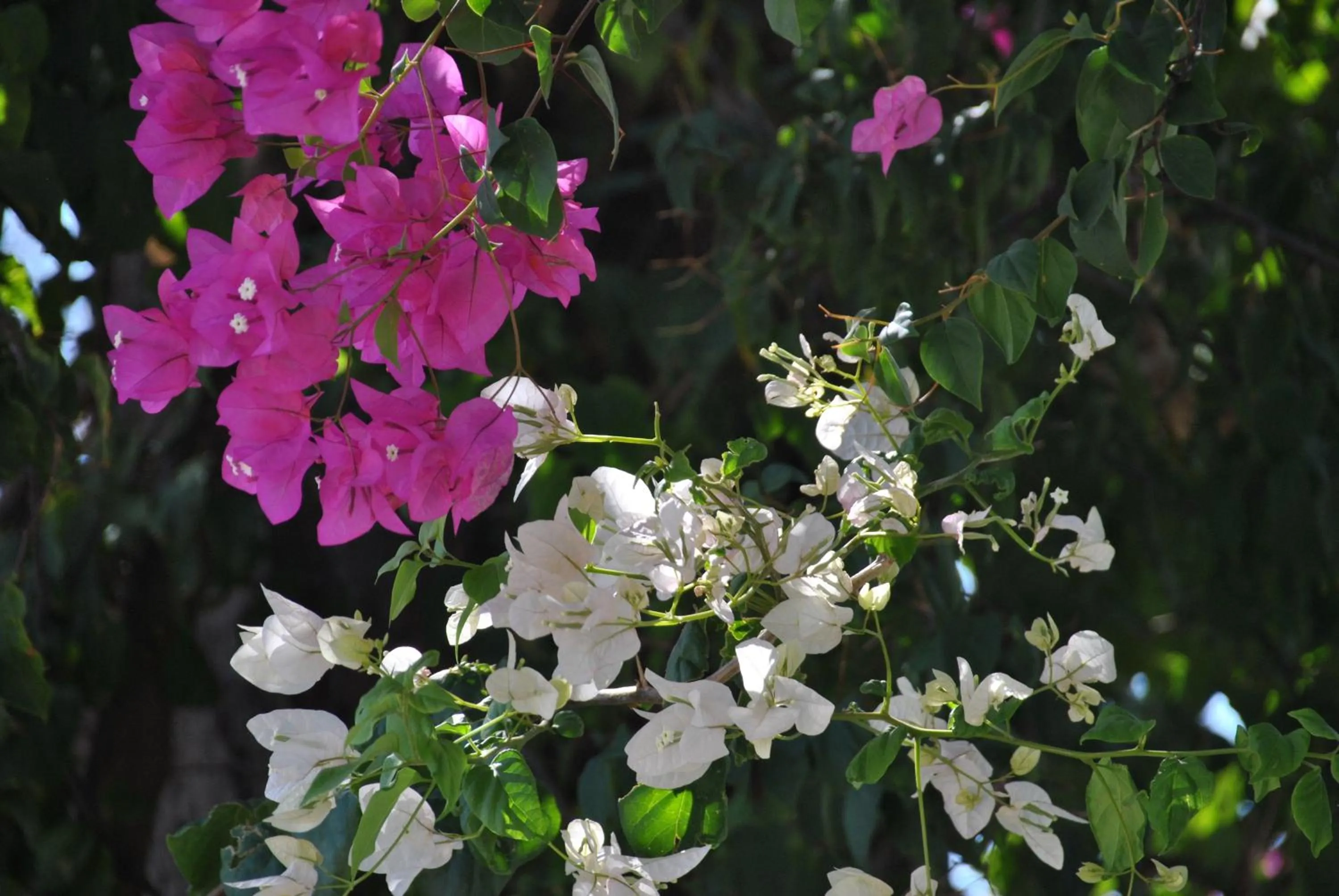Garden in Uysal Hotel