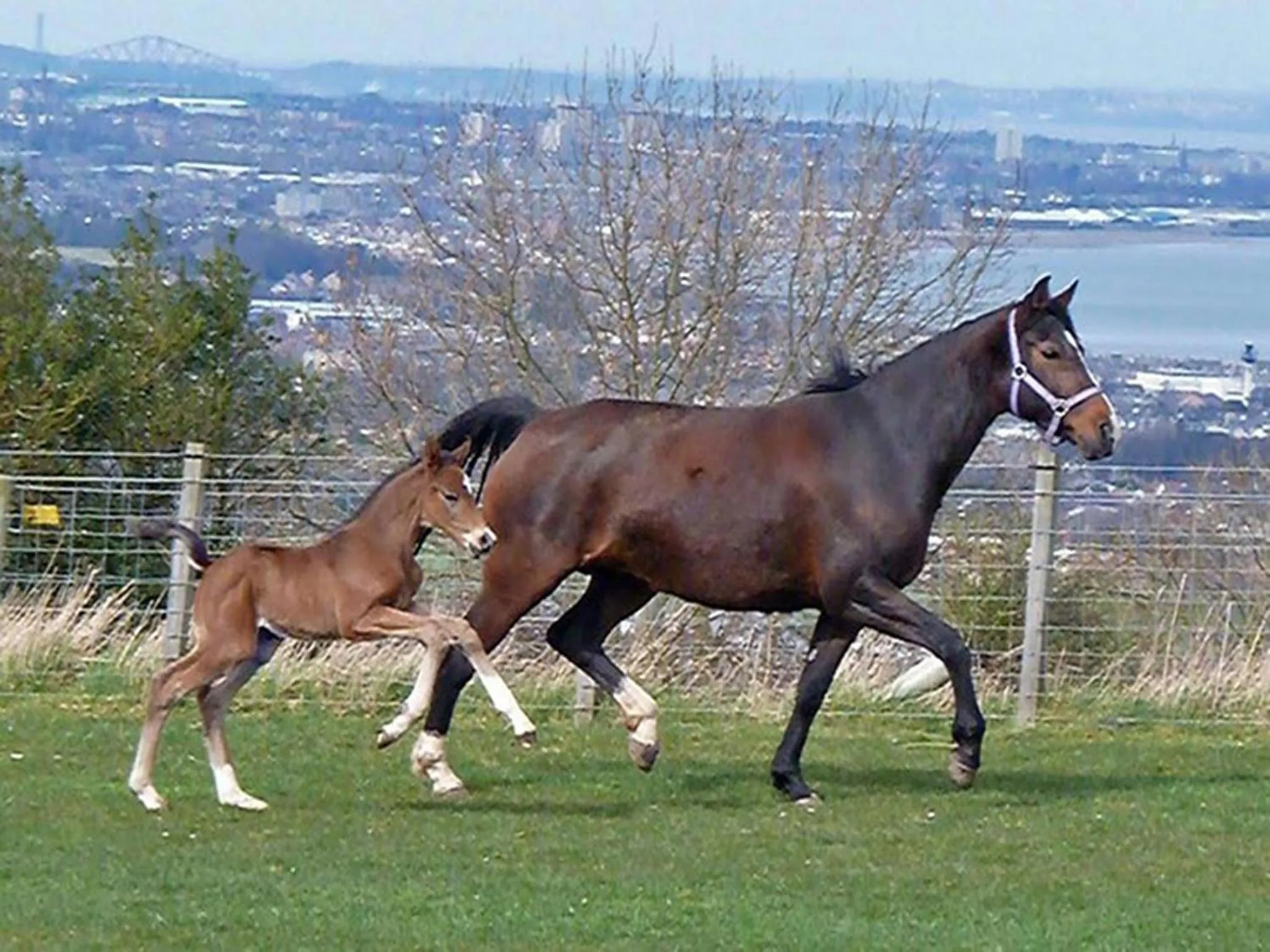 Animals in Faside Estate