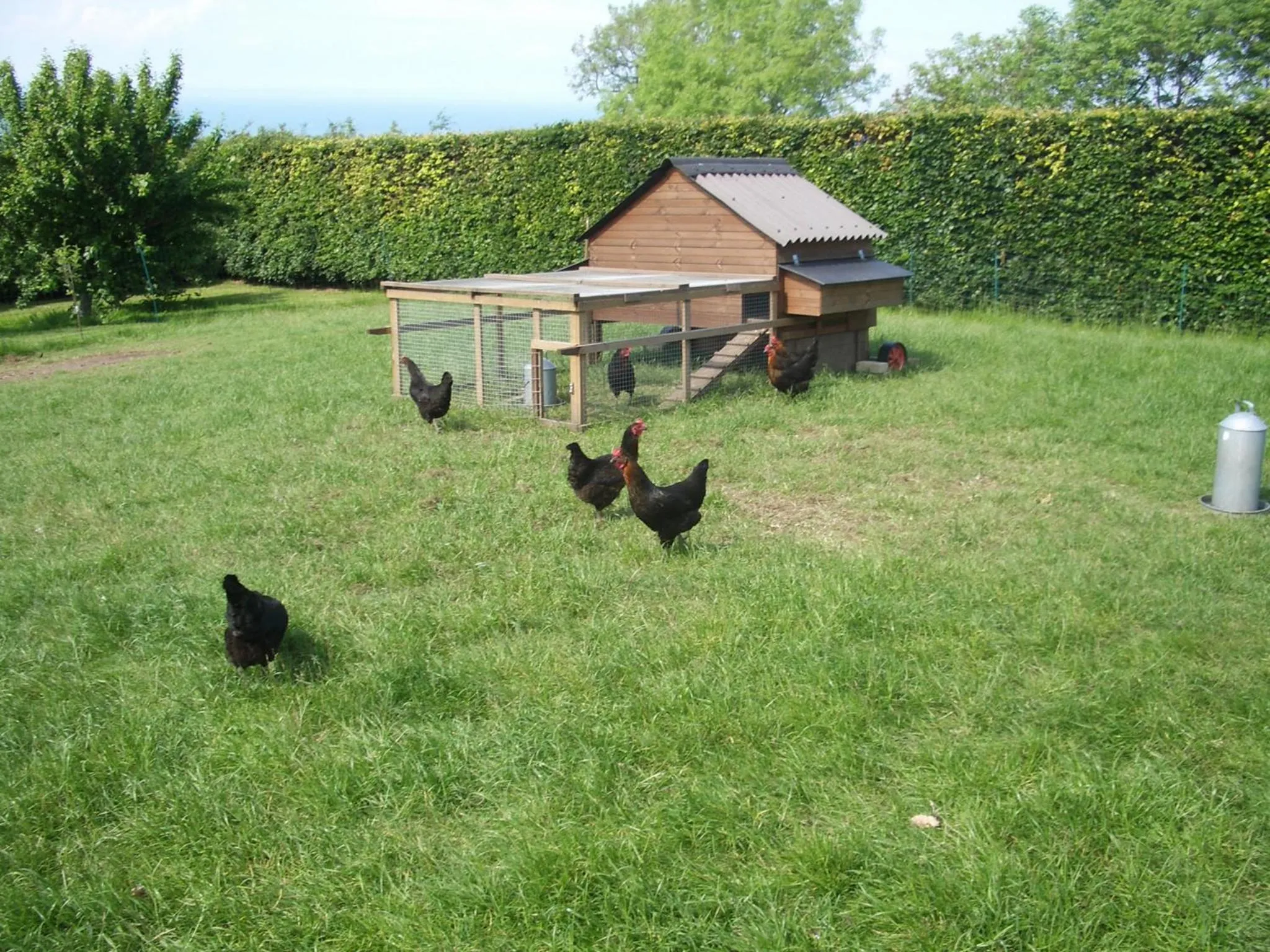 Animals in Faside Estate