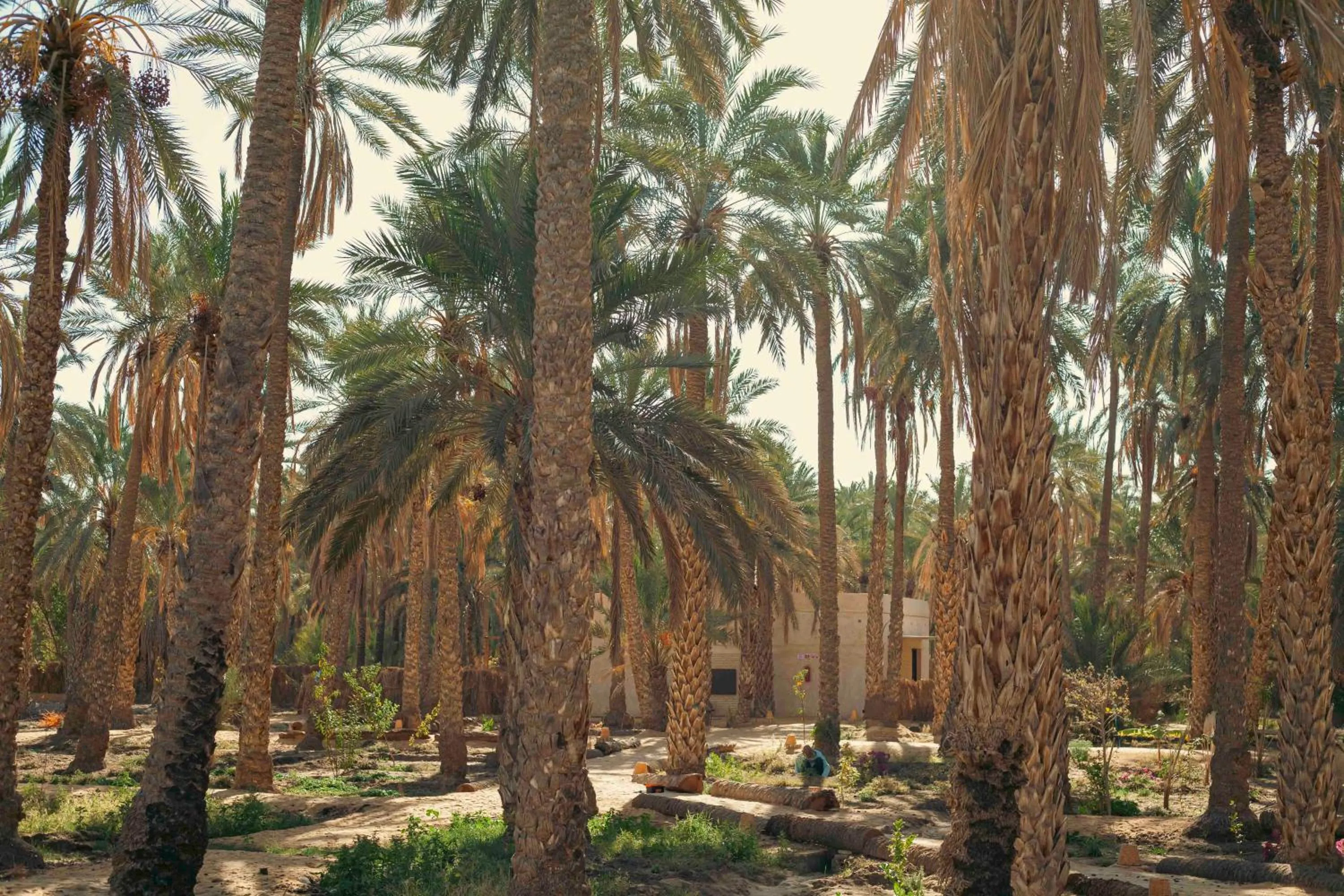 Garden in Villa Taouzert