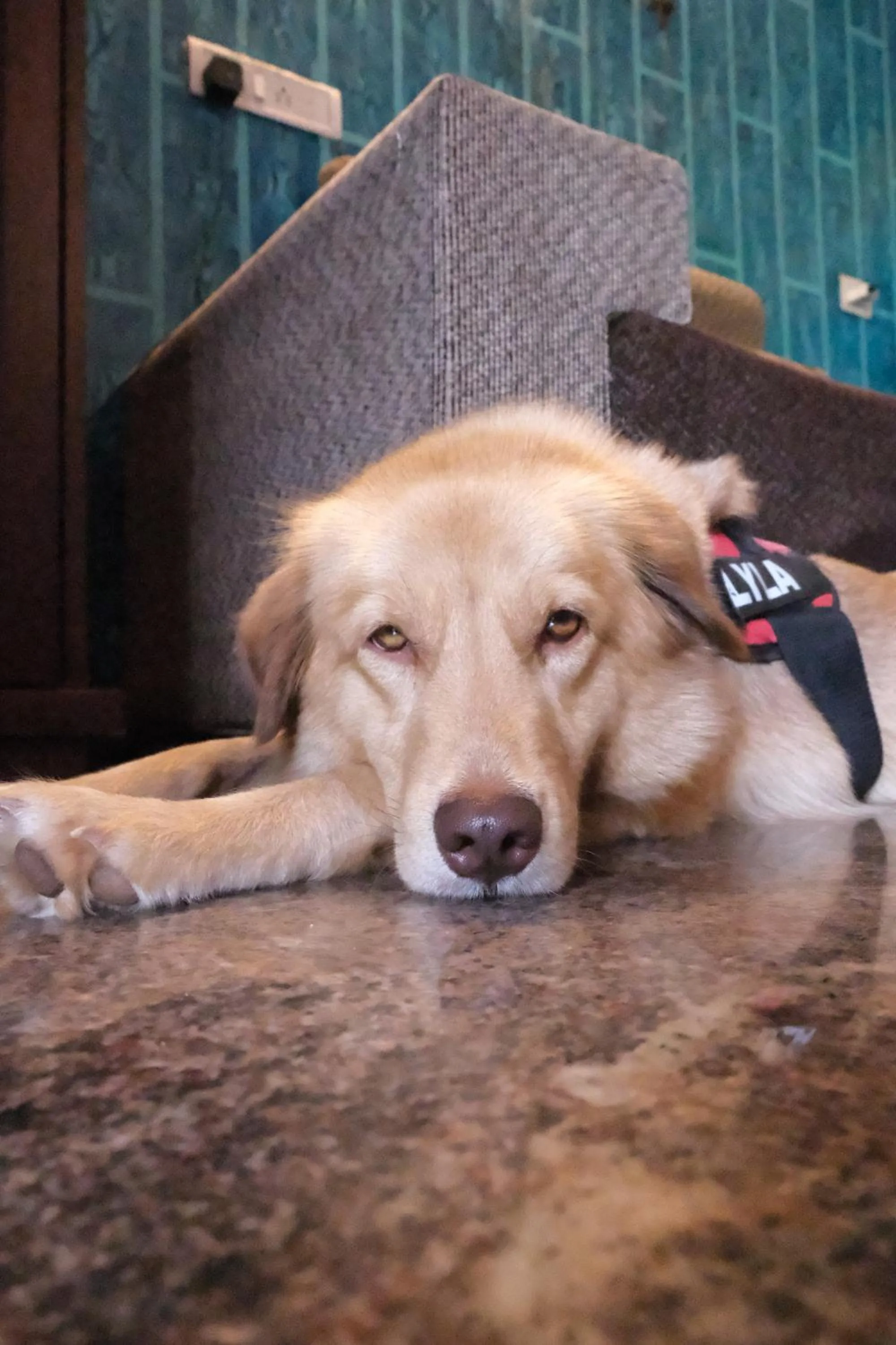 Last Minute Trip Hostel Morjim-By The Sea