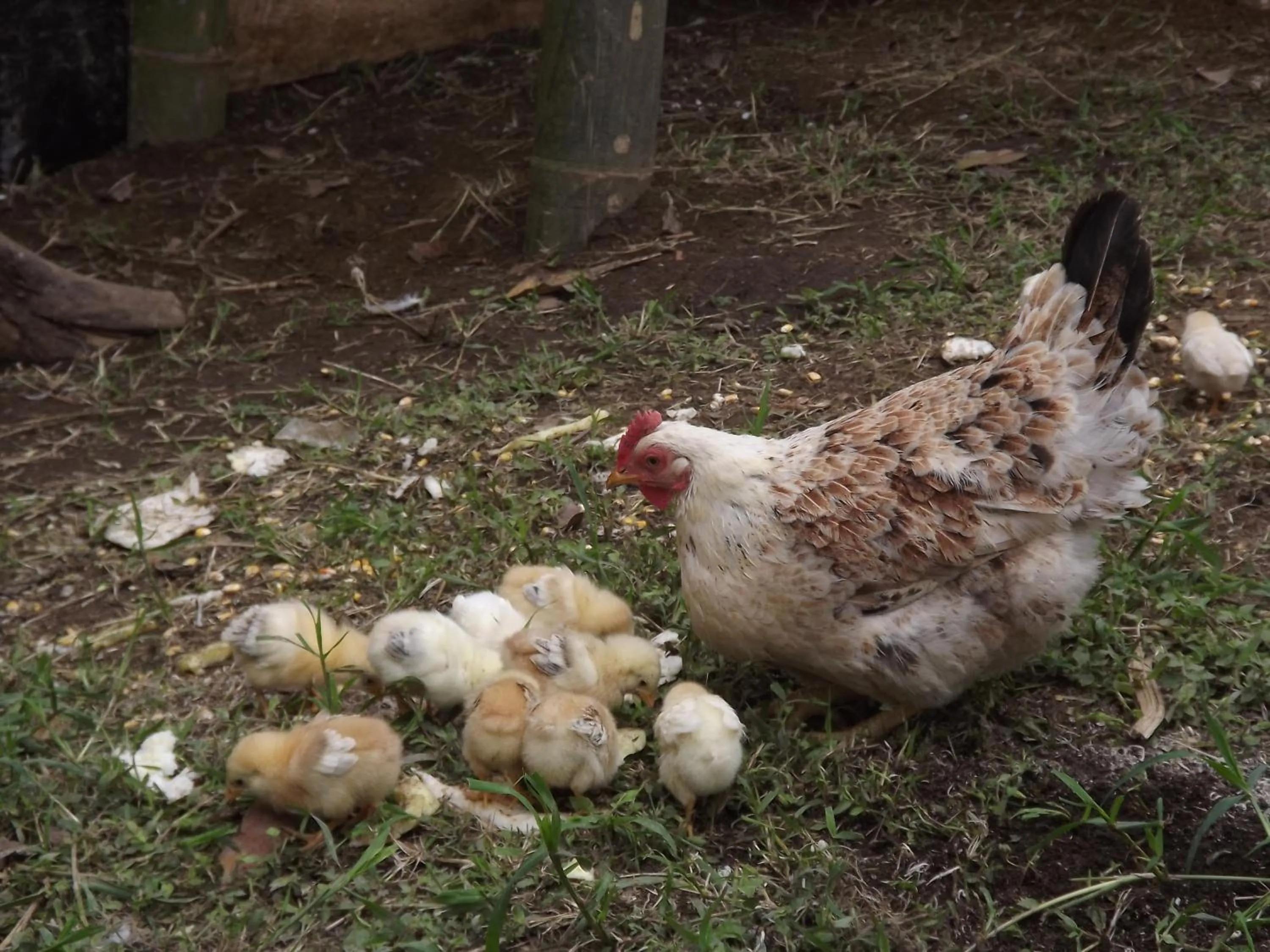 Animals in El ZORZAL