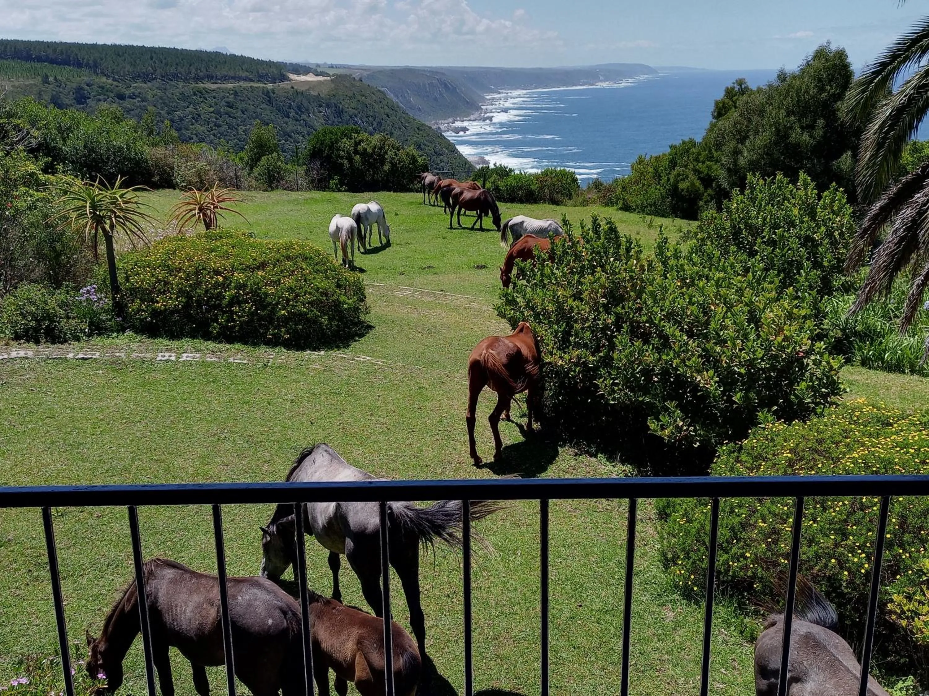 Natural landscape in Tsitsikamma on Sea Resort