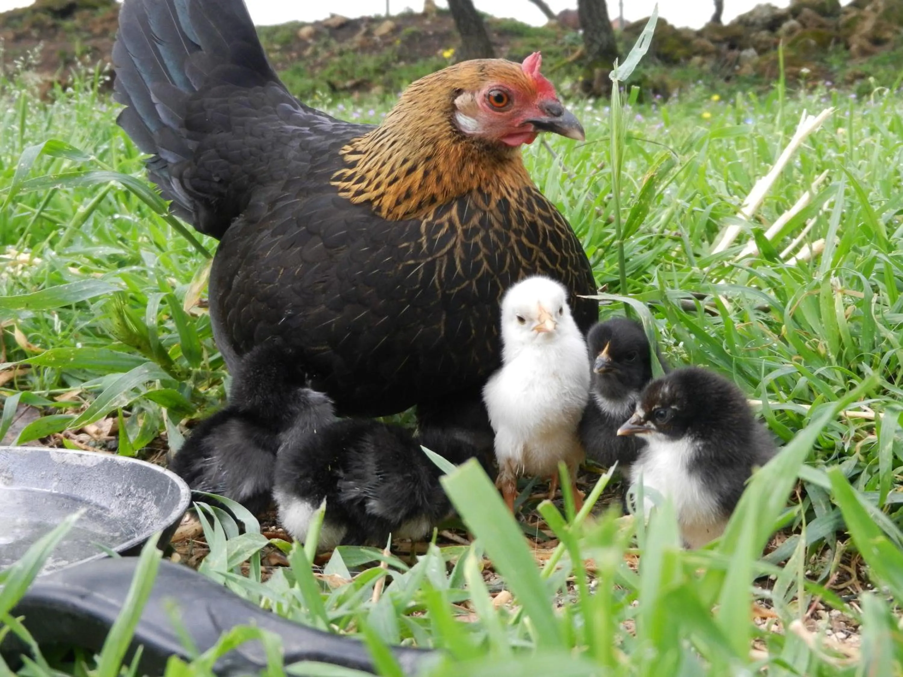 Animals in Boscodisotto