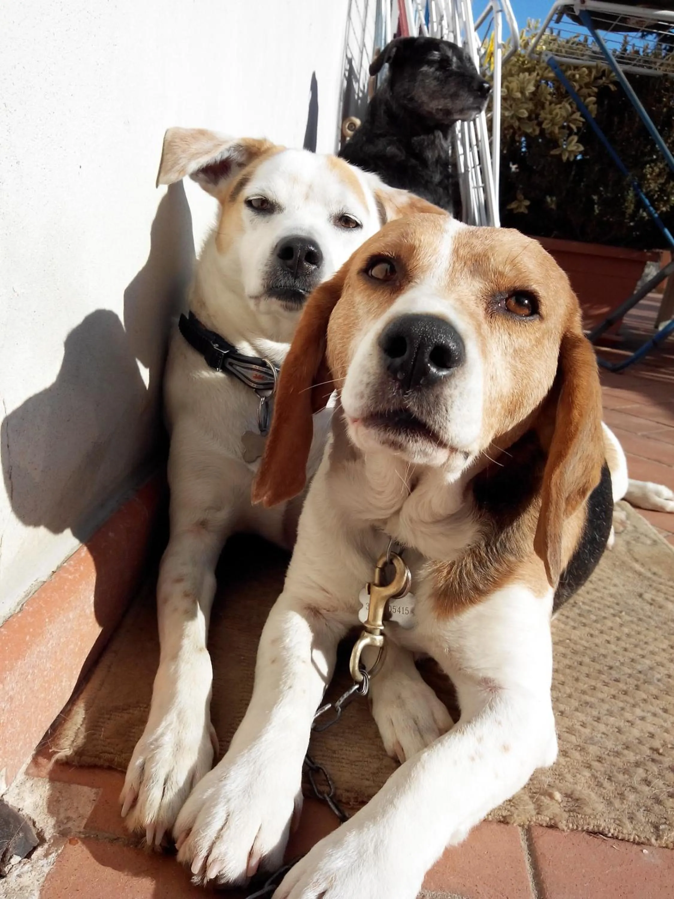 Pets in Boscodisotto