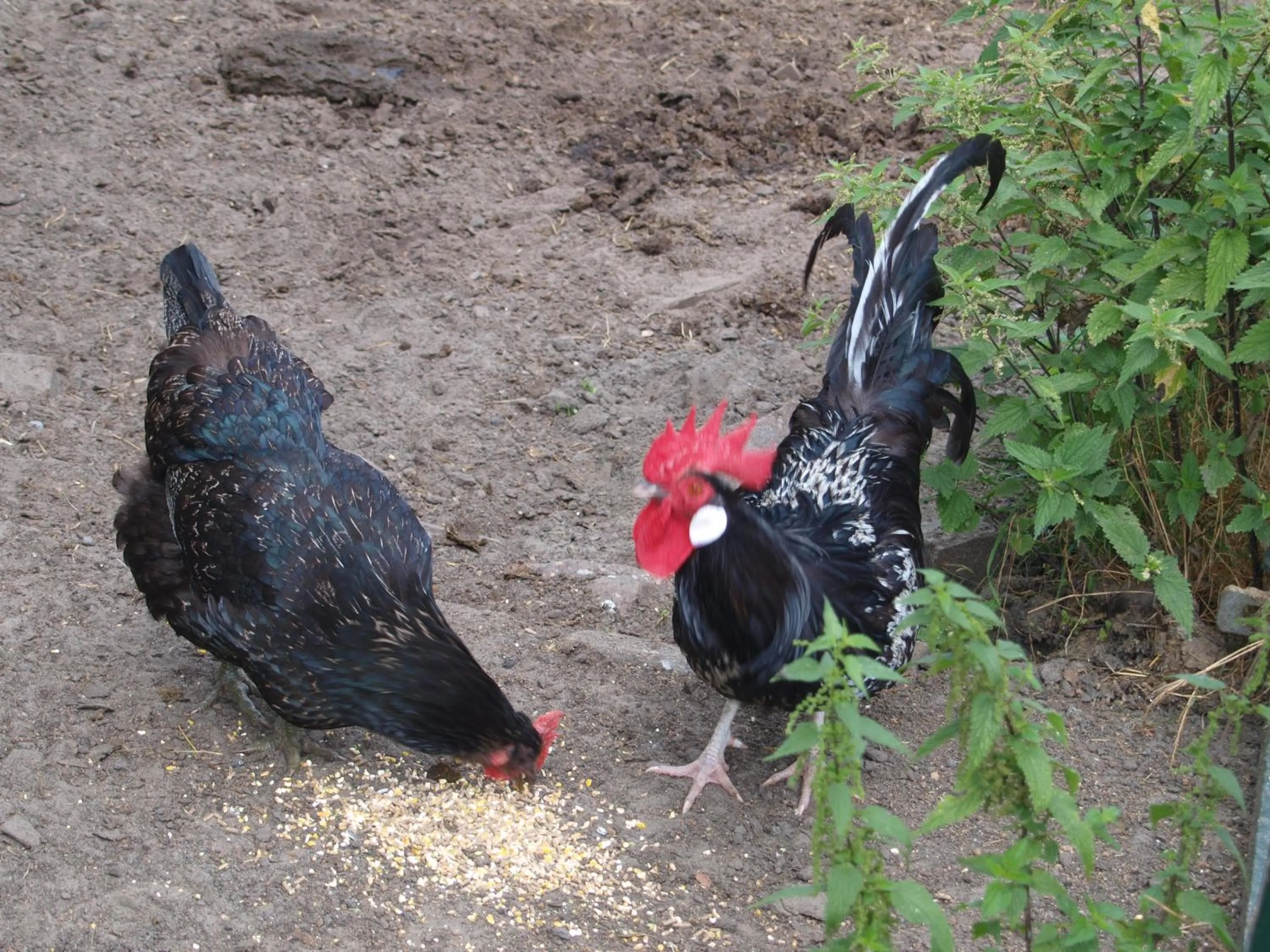 Animals in B&B/Boertel de Meander