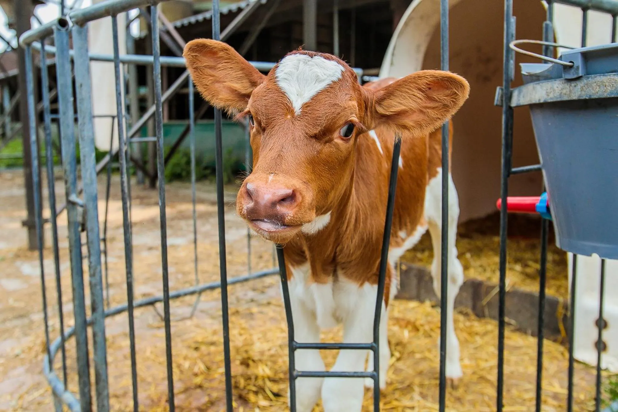 Animals in B&B/Boertel de Meander