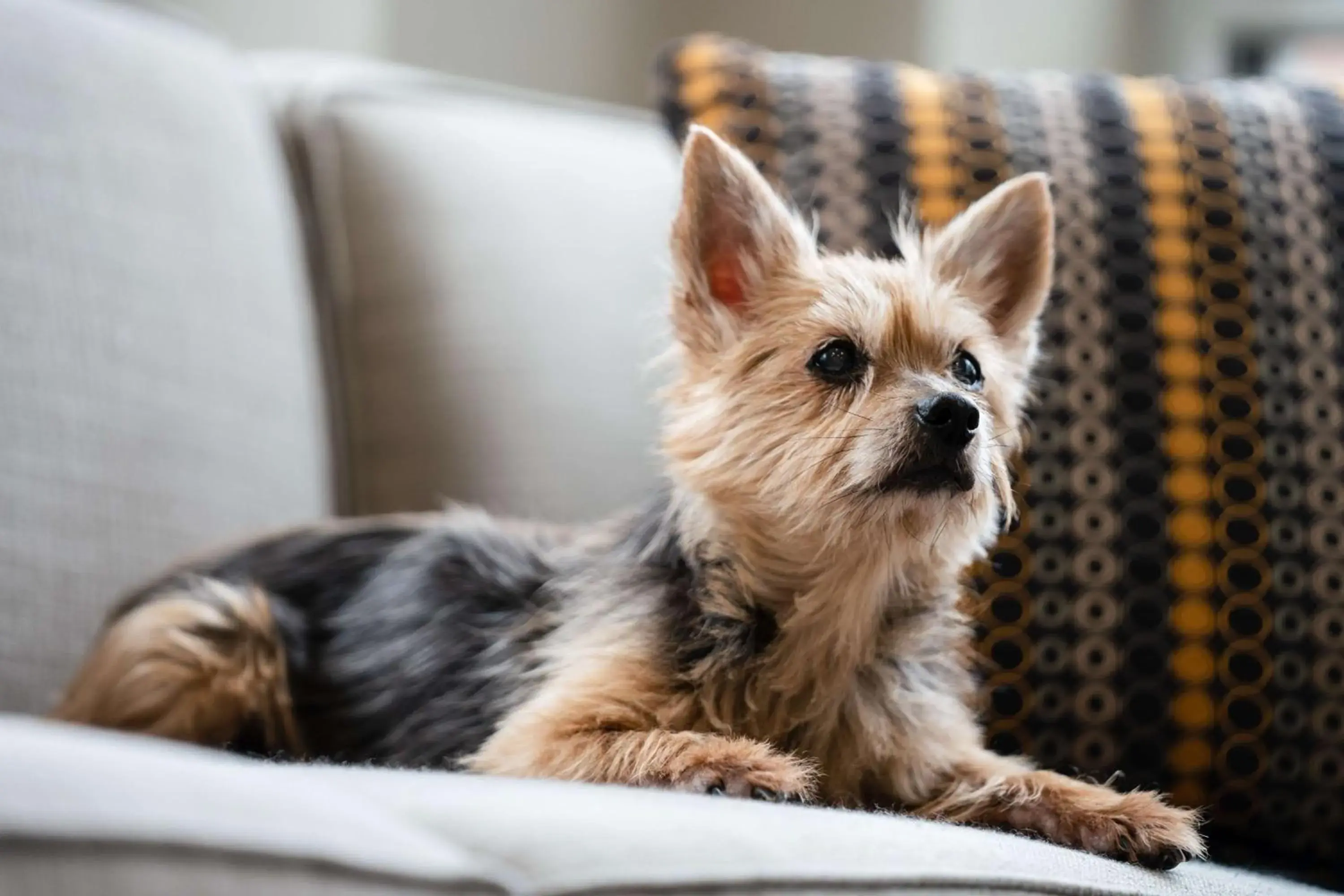 Bedroom in Hyatt House Raleigh North Hills Bedroom in Hyatt House Raleigh North Hills