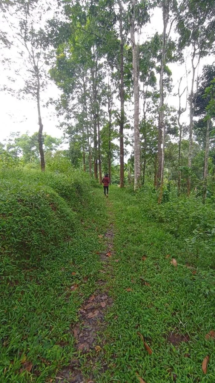 Day in Tree House Wayanad