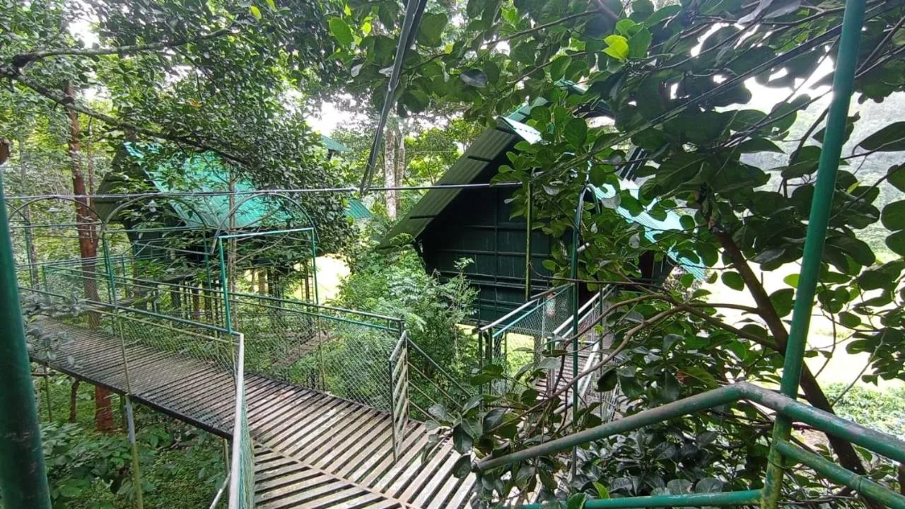 Spring in Tree House Wayanad