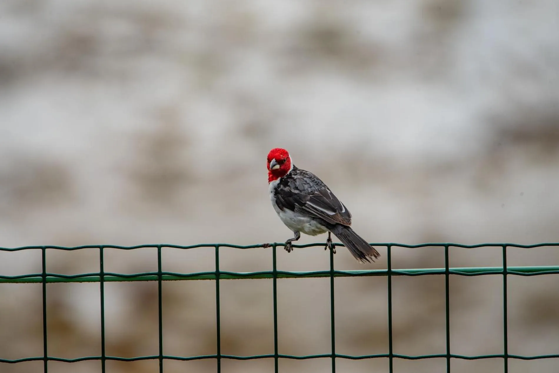 Animals in Pousada Boa Sorte