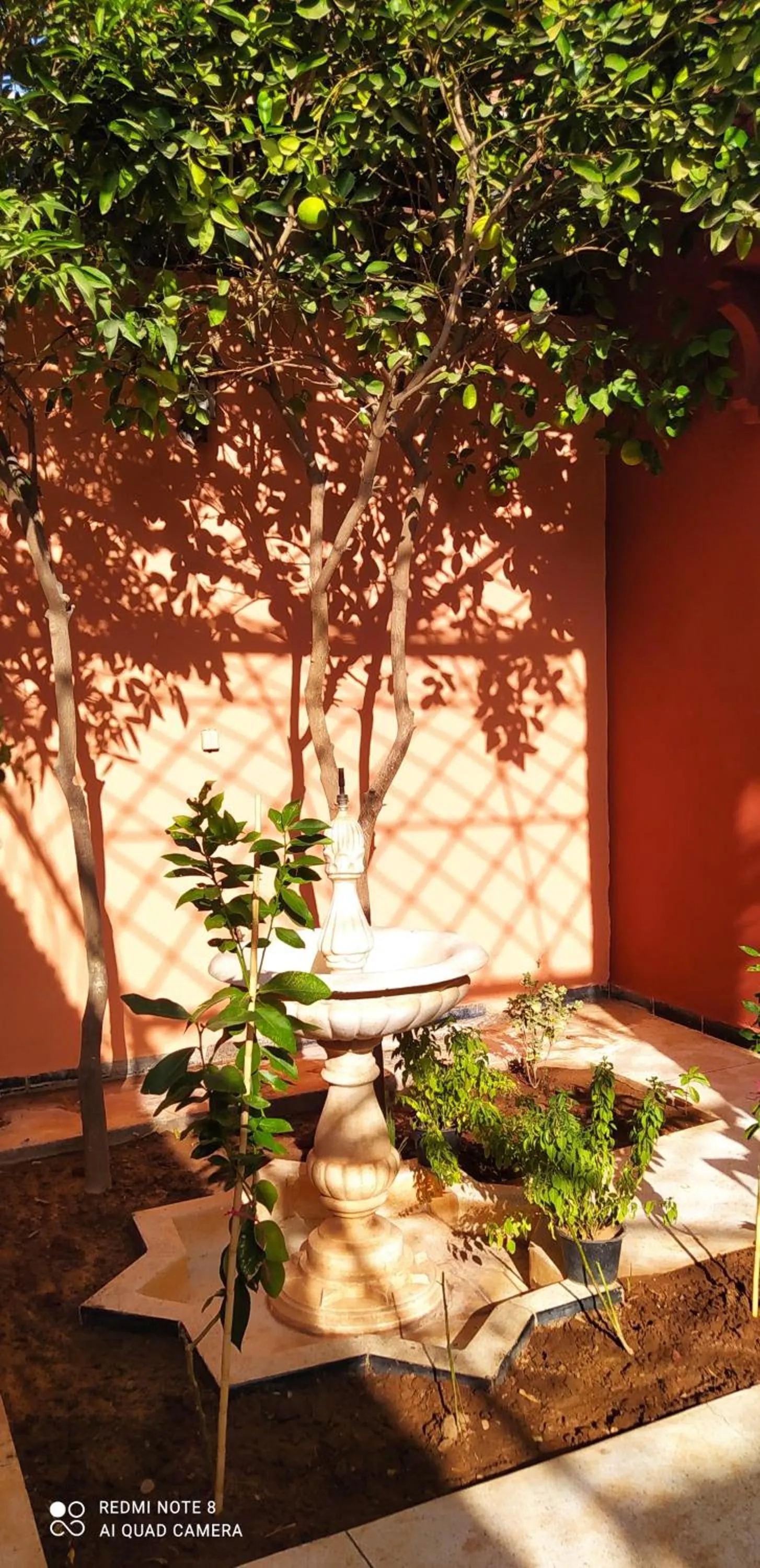 Garden view in maison d'hôtes Le petit jardin Marrakech