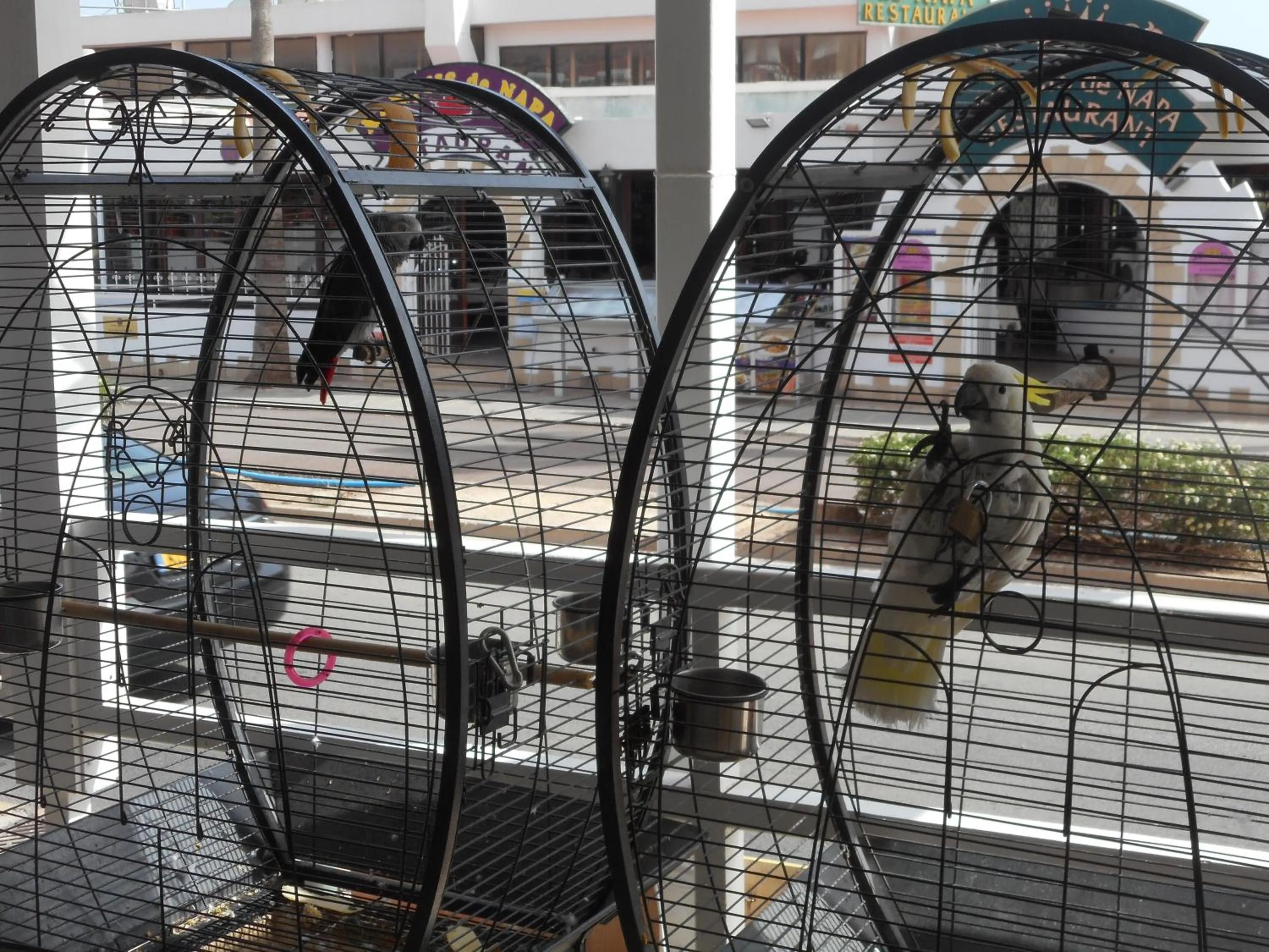 Pets in Kkaras Hotel 3 Star