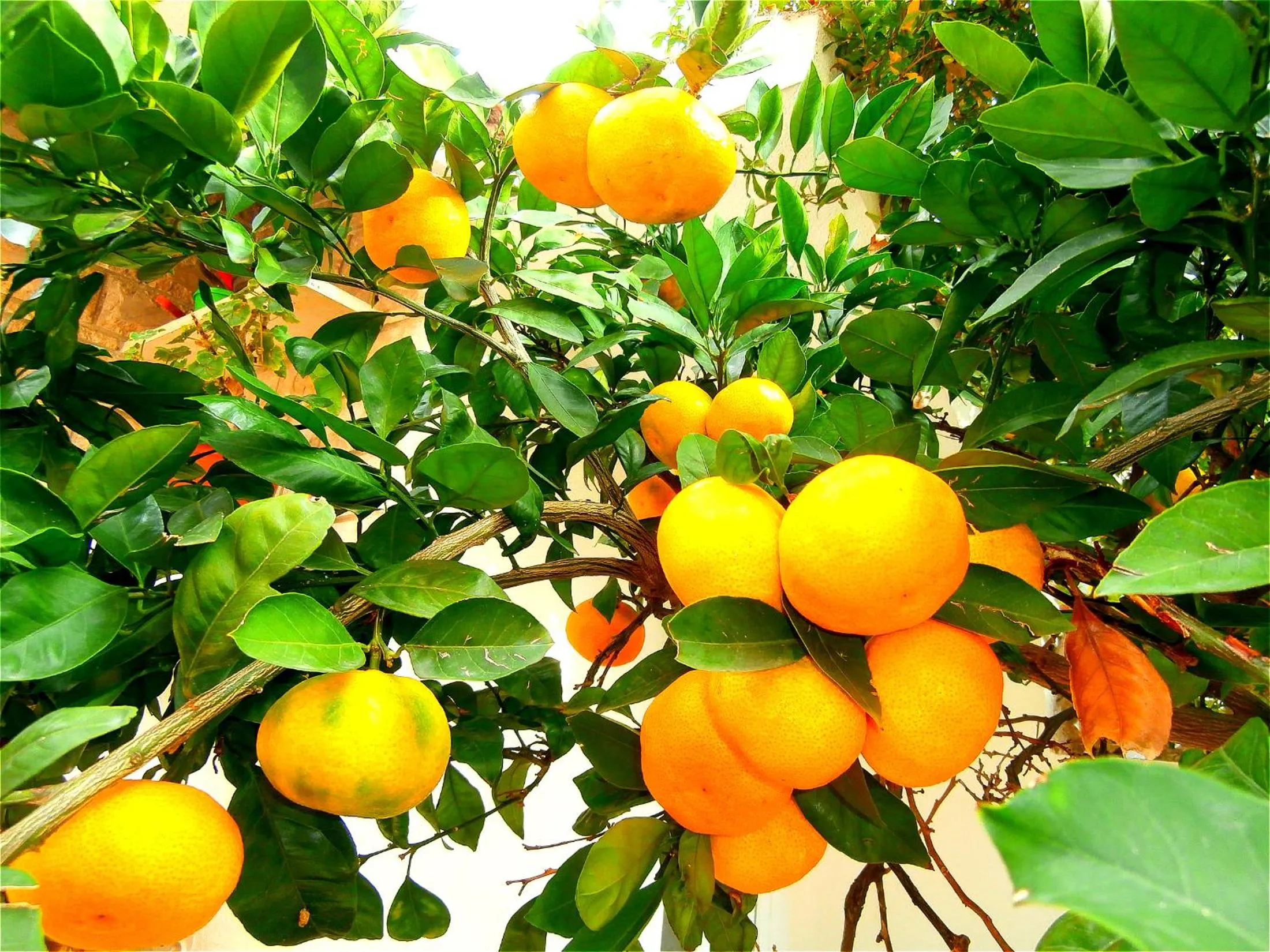 Garden in Apartments Cordis