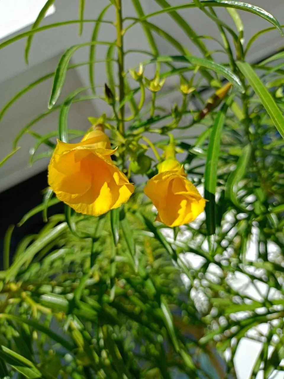 Garden in ArtLife apartments (FAUNA)