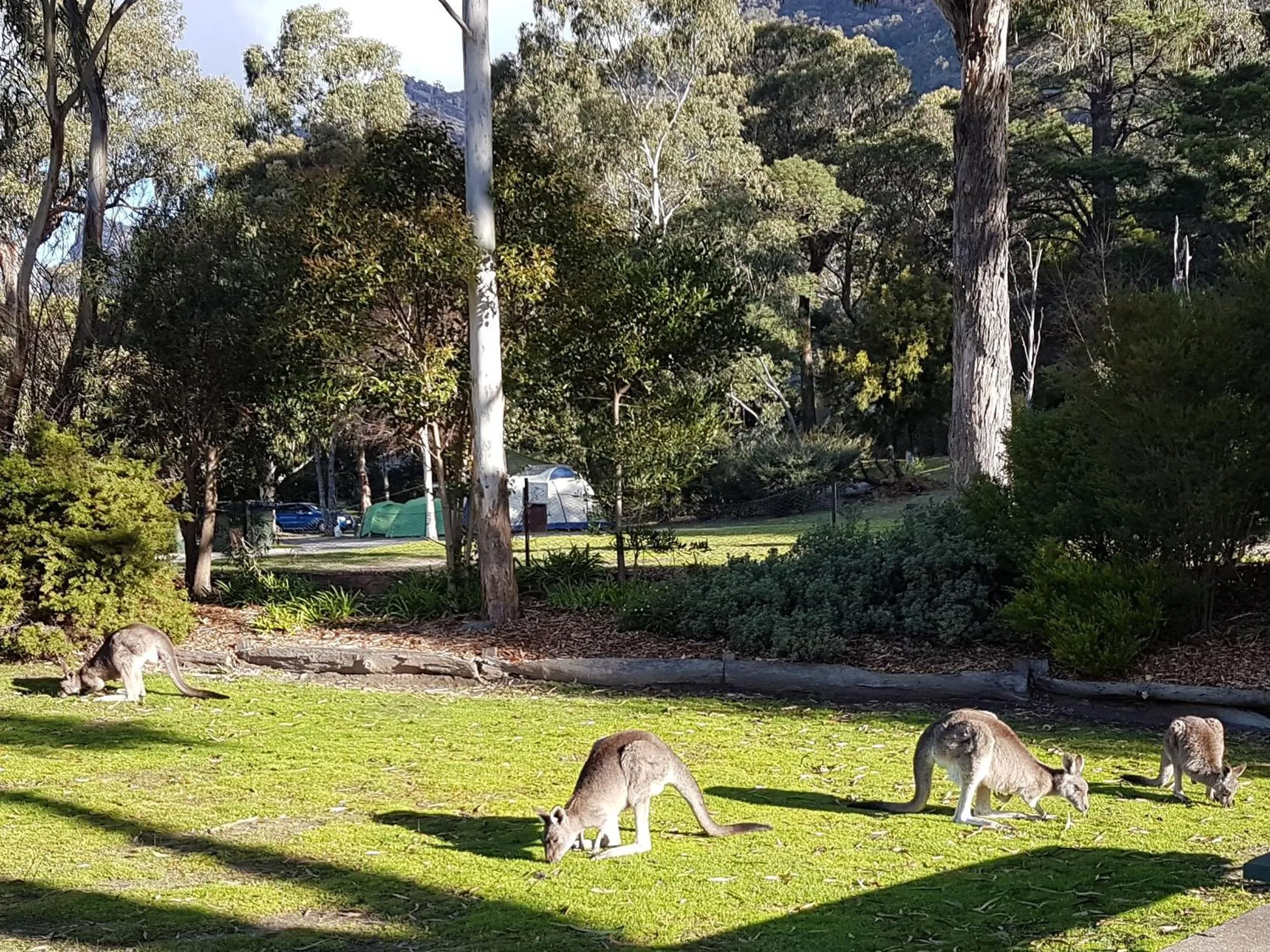 Animals in Breeze Holiday Parks - Halls Gap