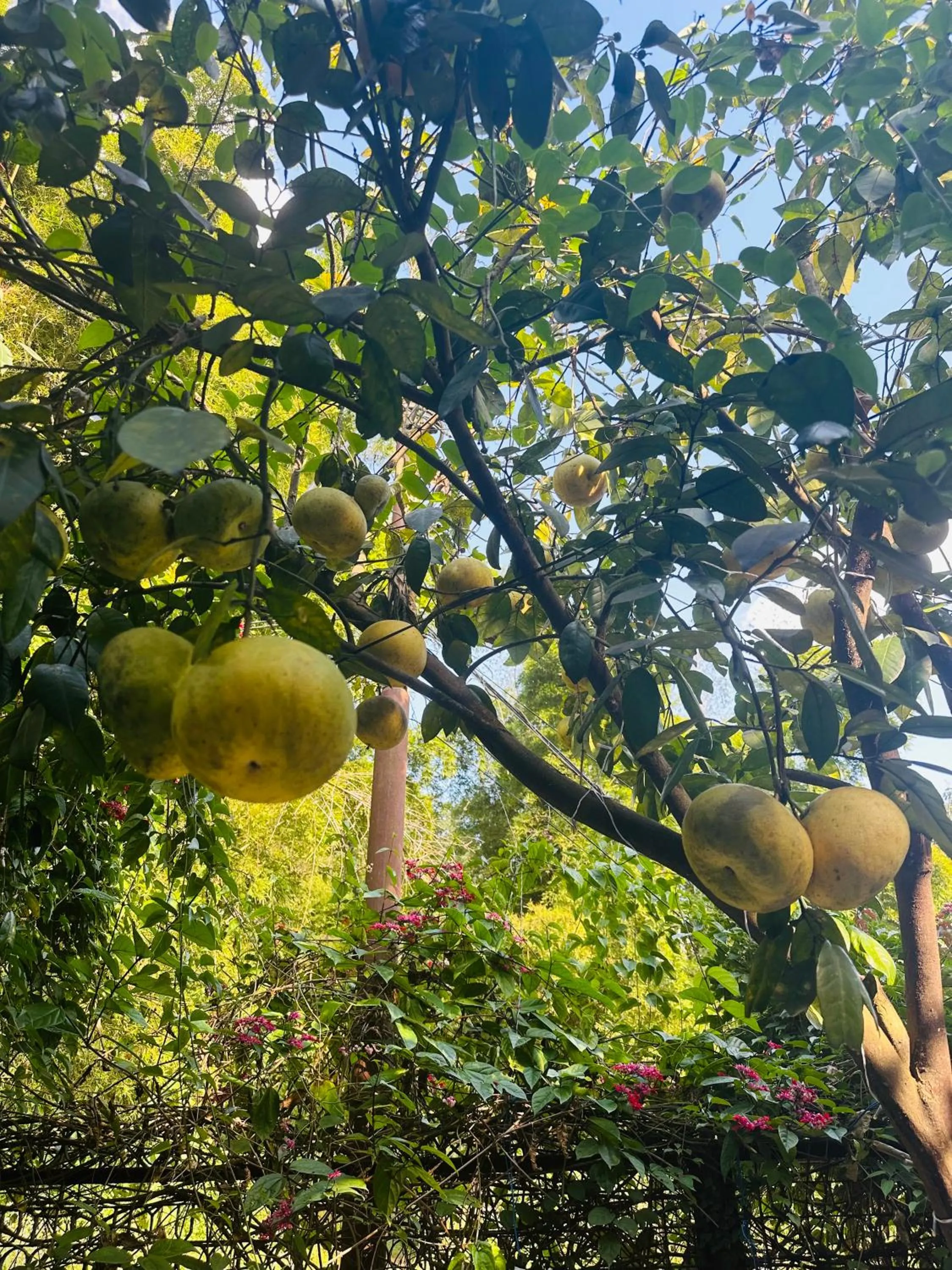 Spring in Hotel Tourist Residency