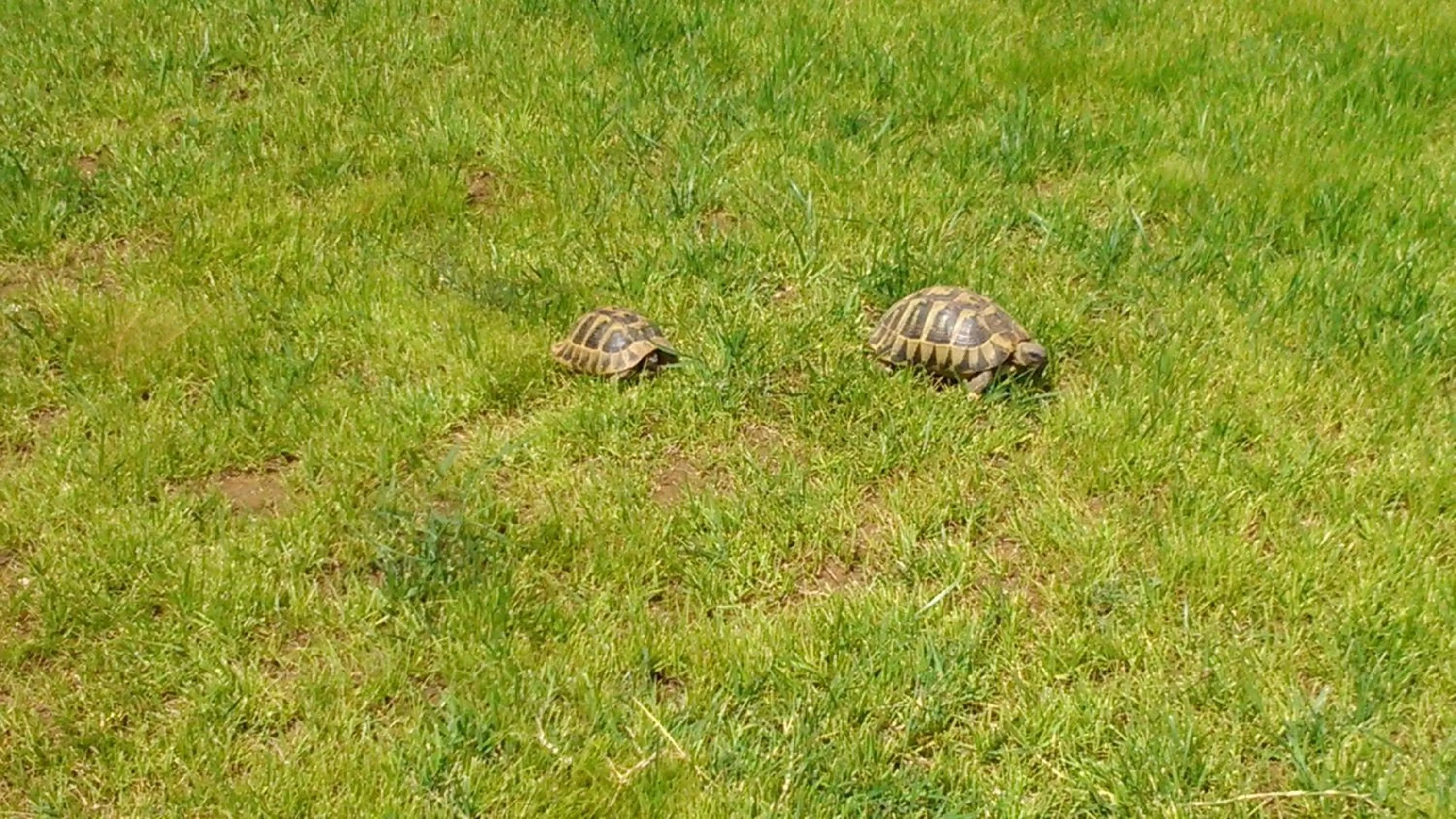 Animals in Evmorfes Villas