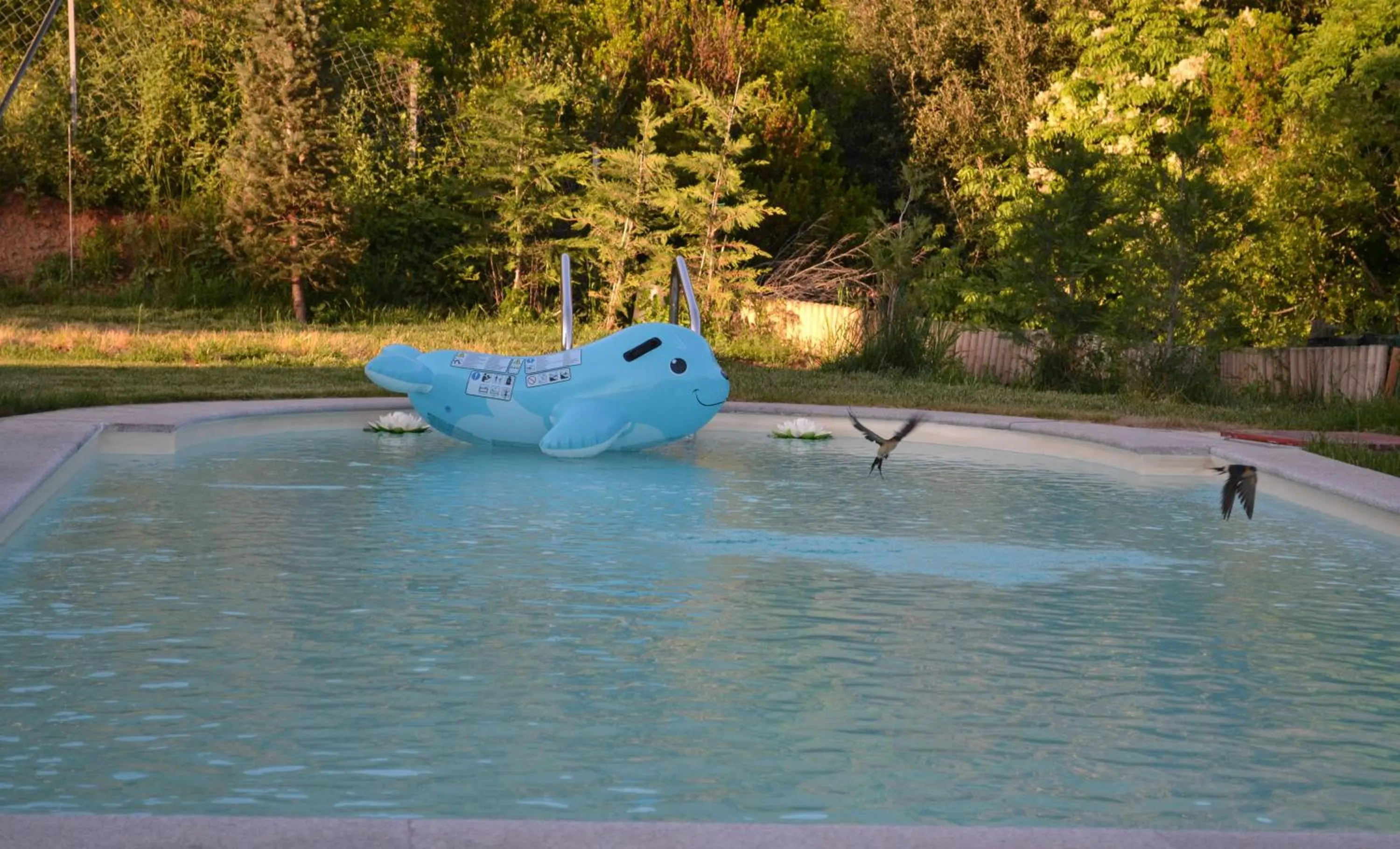 Animals in Evmorfes Villas