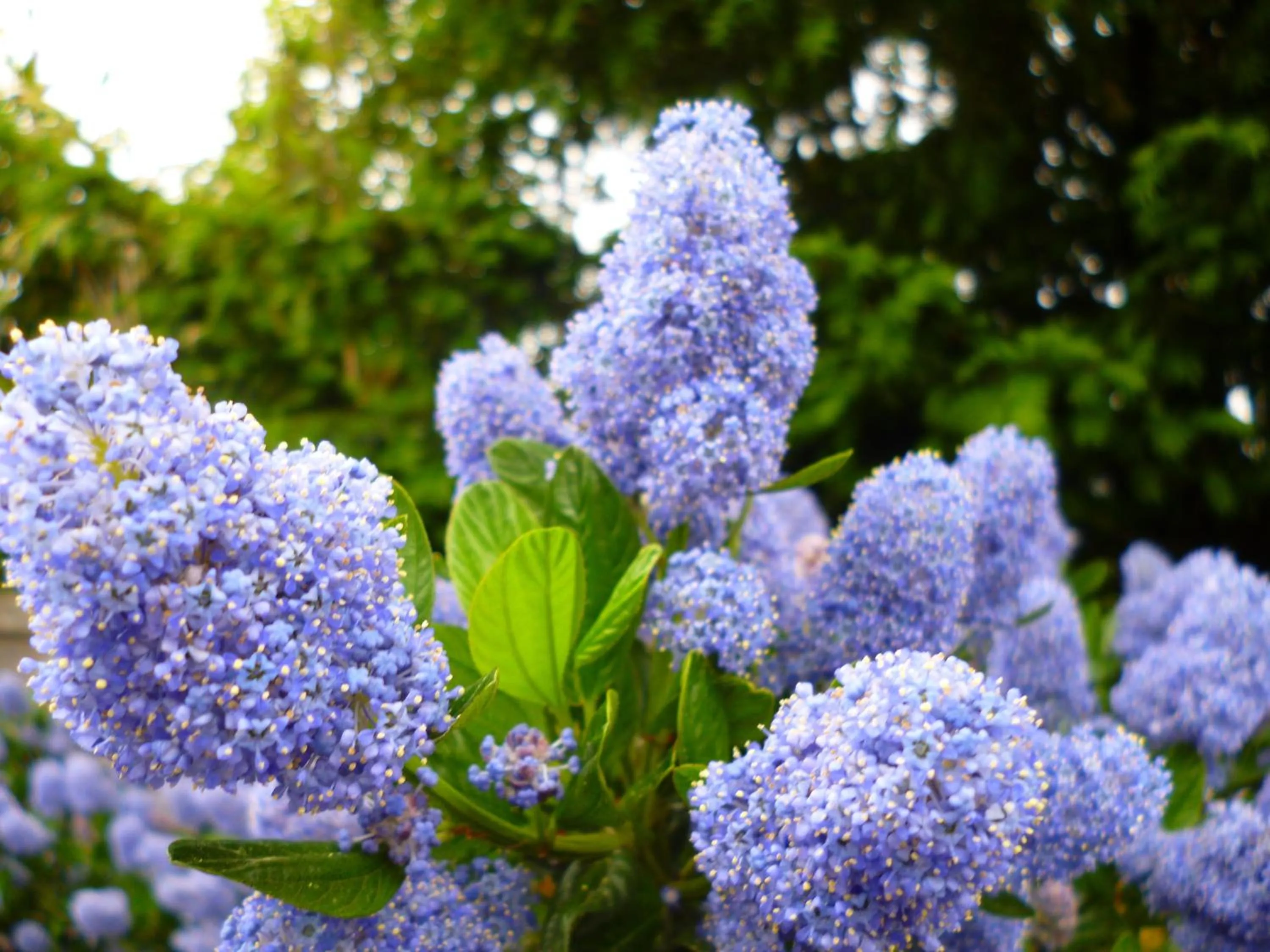 Decorative detail in Copperfields Guest House