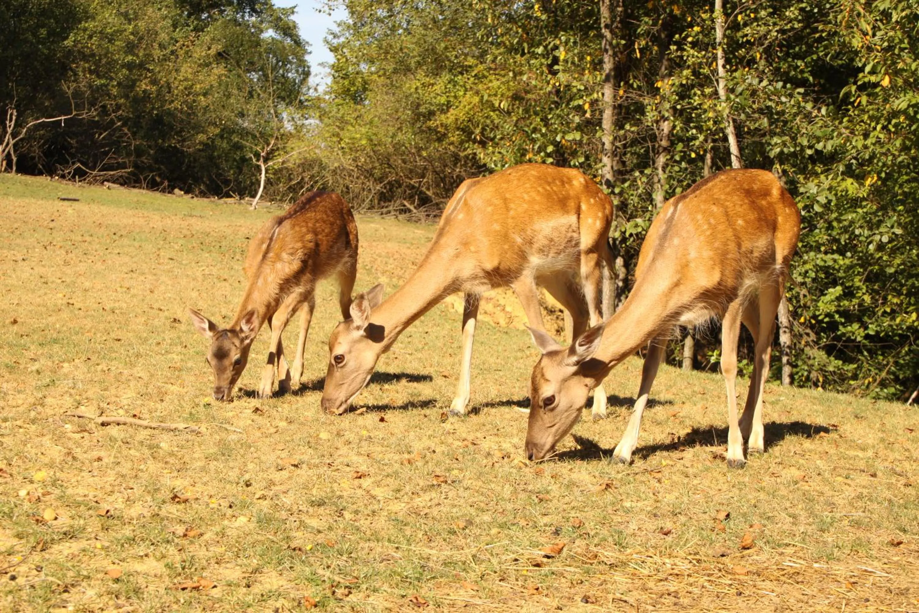 Animals in Koča na samem