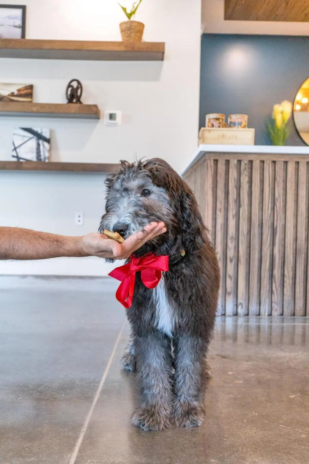 Pets in The Kingston