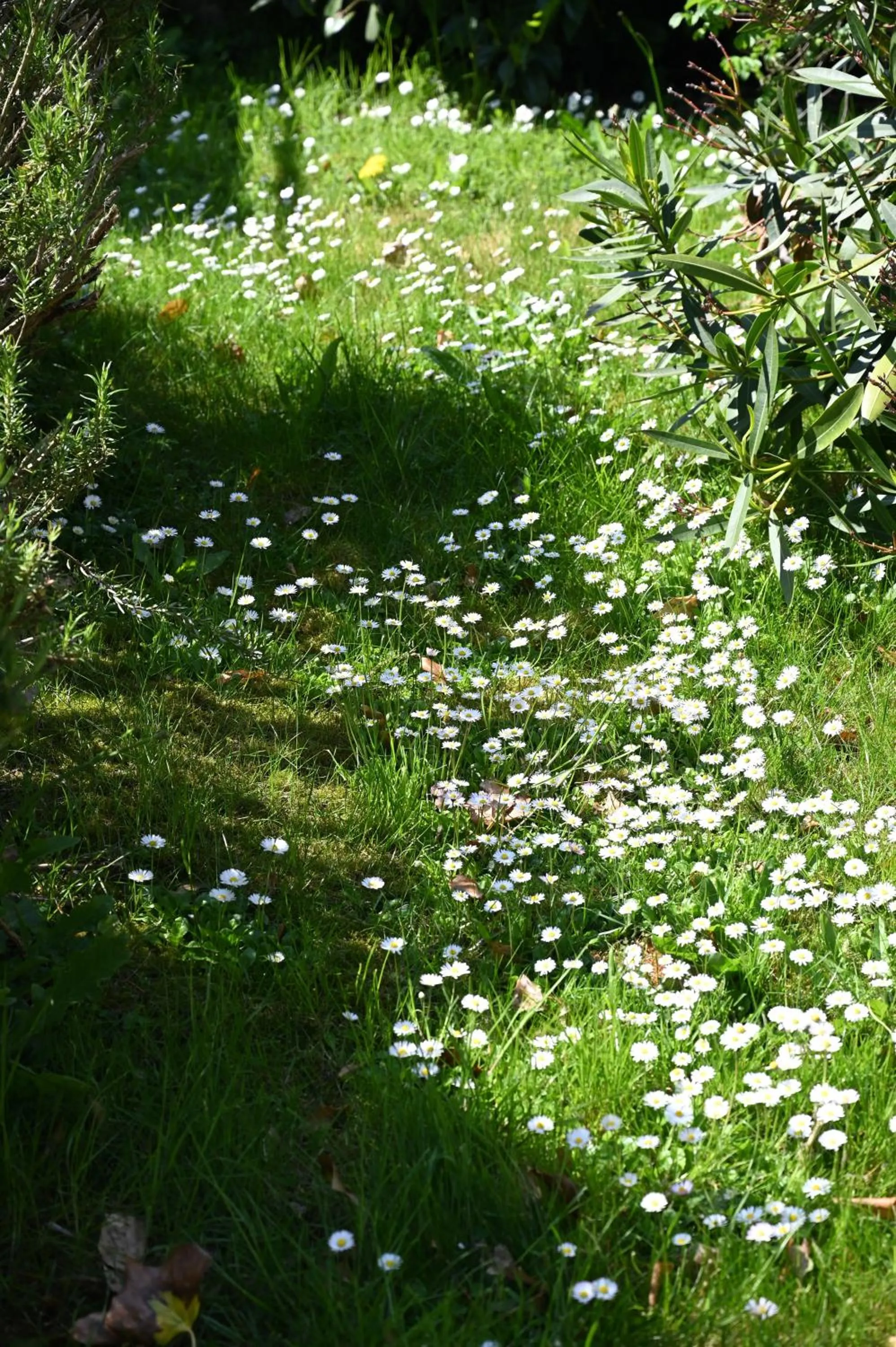 Garden in Logis Hôtel La Demeure du Perron