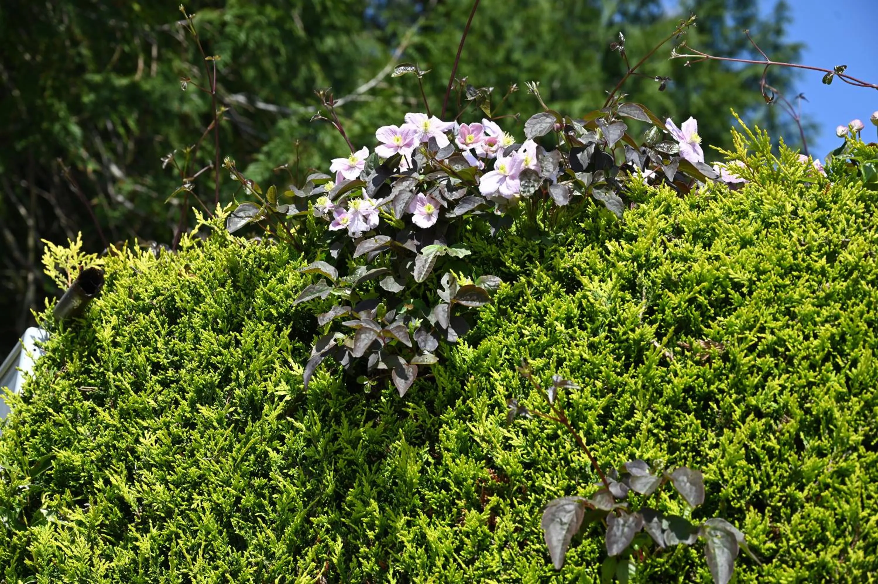 Garden in Logis Hôtel La Demeure du Perron