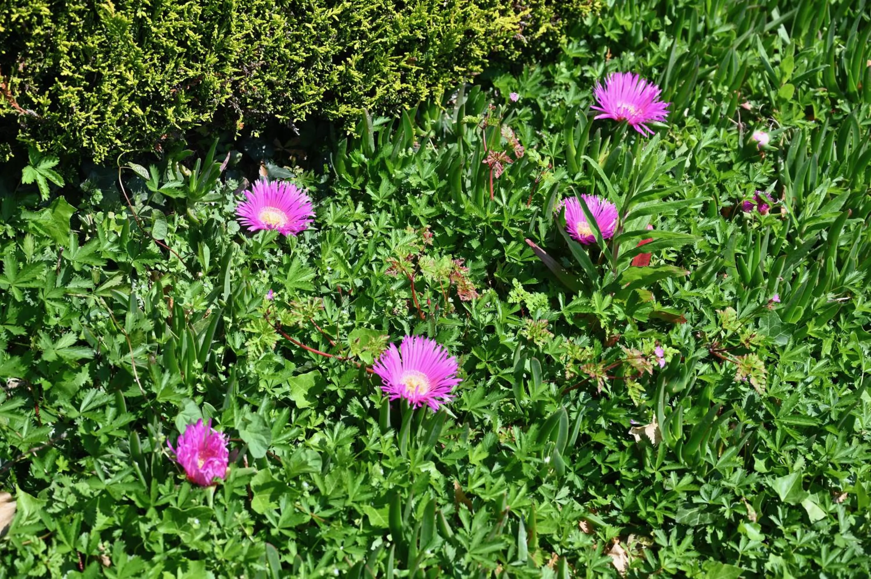 Garden in Logis Hôtel La Demeure du Perron