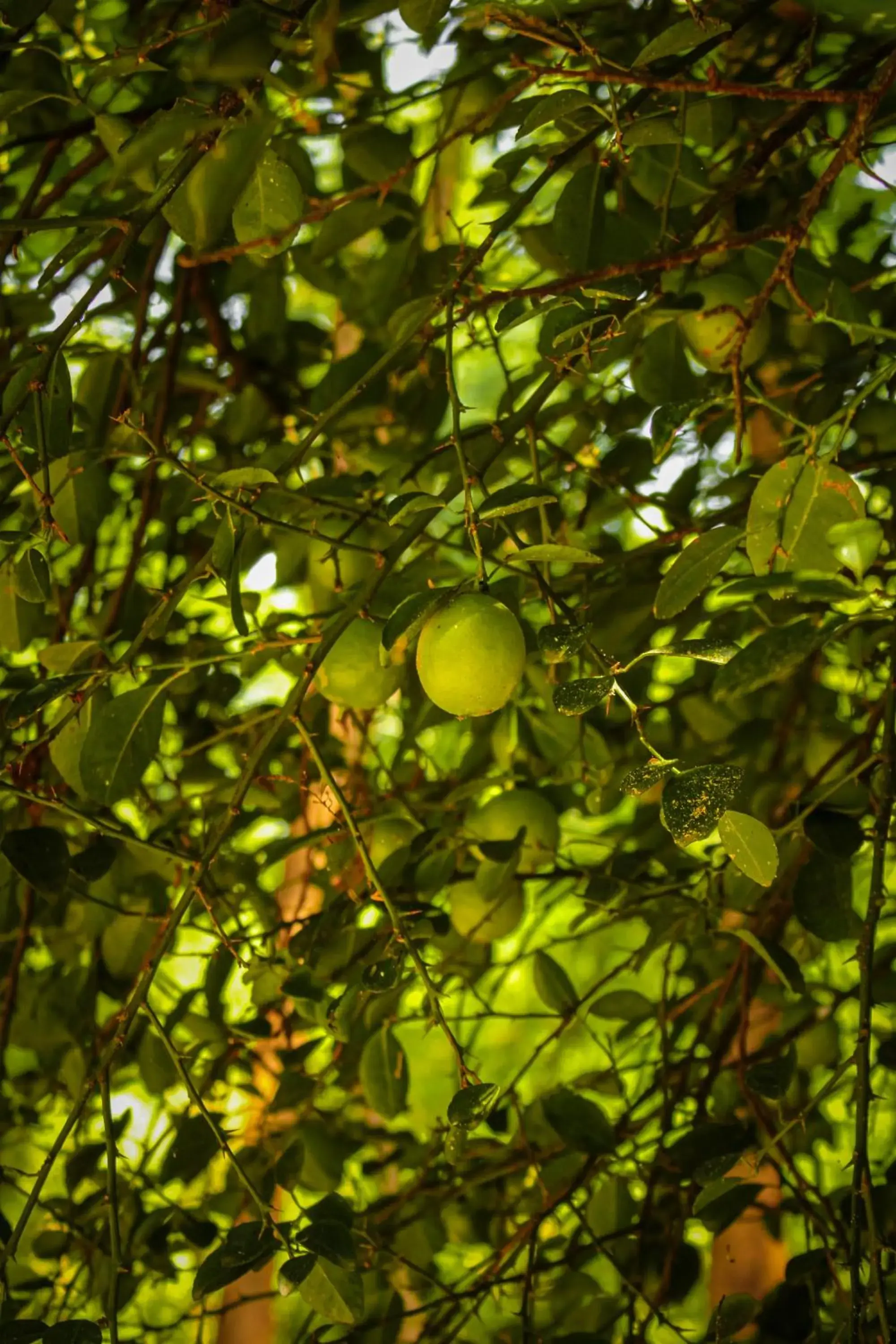 Natural landscape in Panna Tiger Resort- Riverside Property Natural landscape in Panna Tiger Resort- Riverside Property