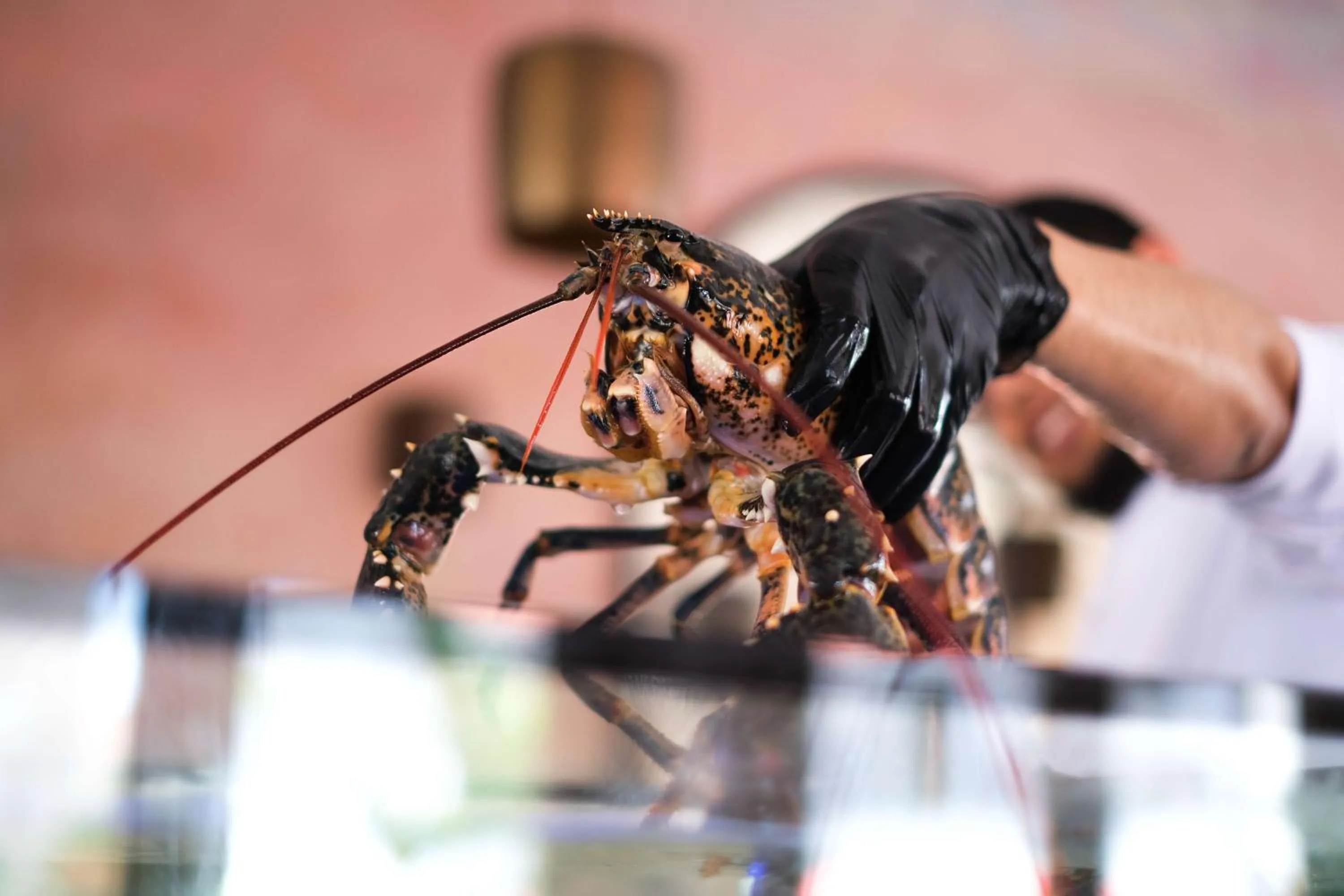 Restaurant/places to eat in Viento Alacati Hotel