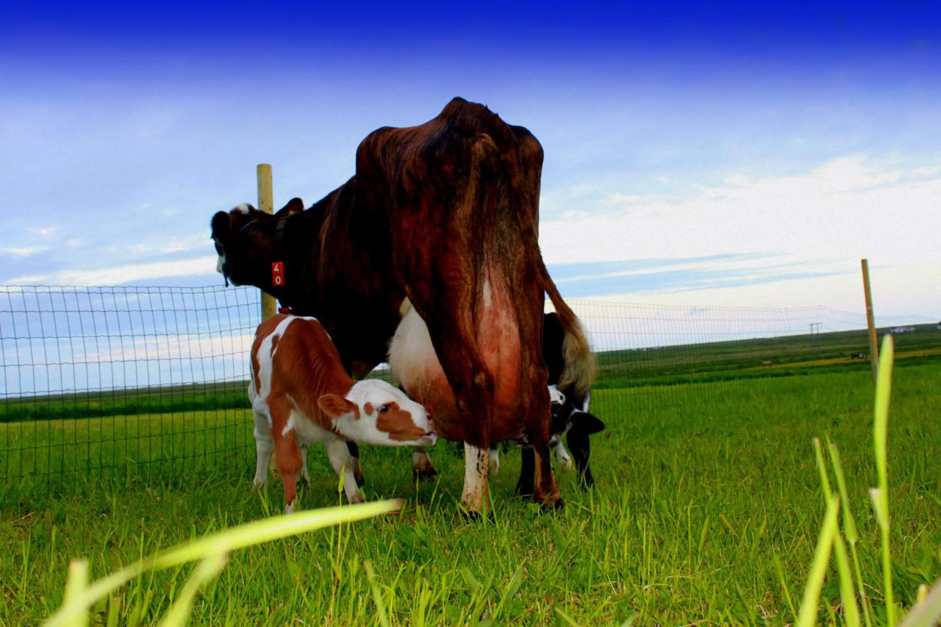 South Iceland Guesthouse