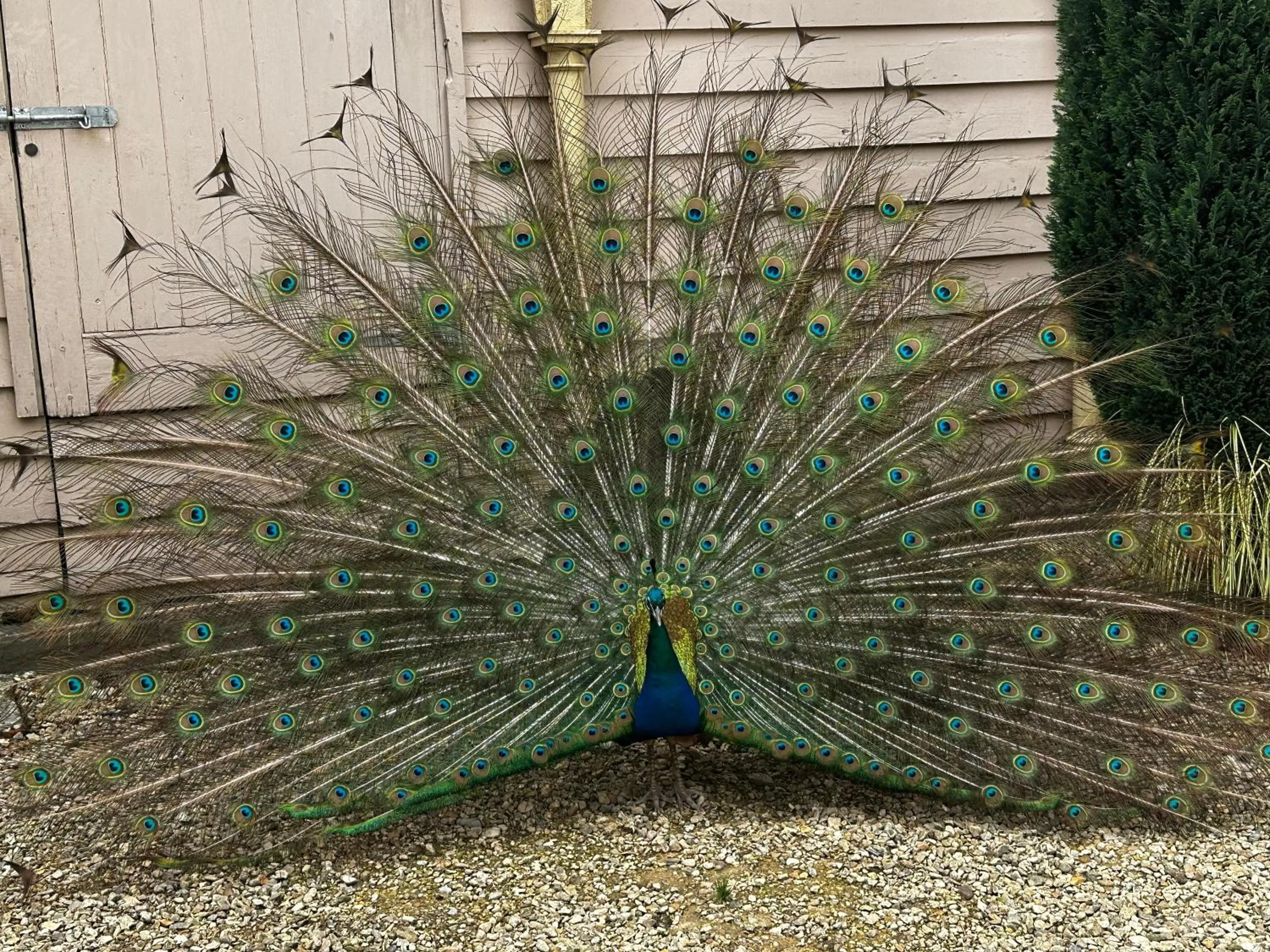 Animals in Orchardleigh Estate