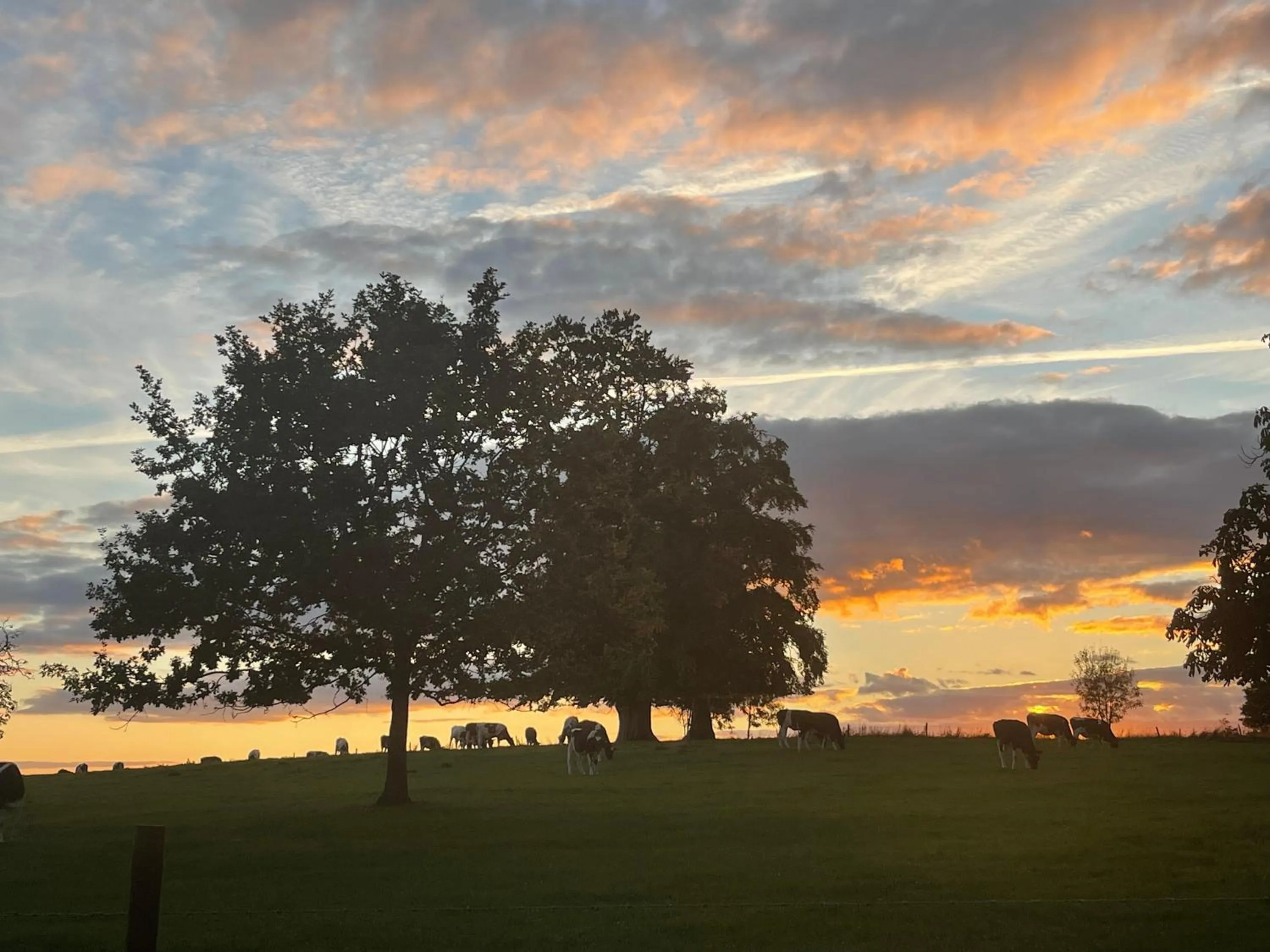 Natural landscape in Orchardleigh Estate